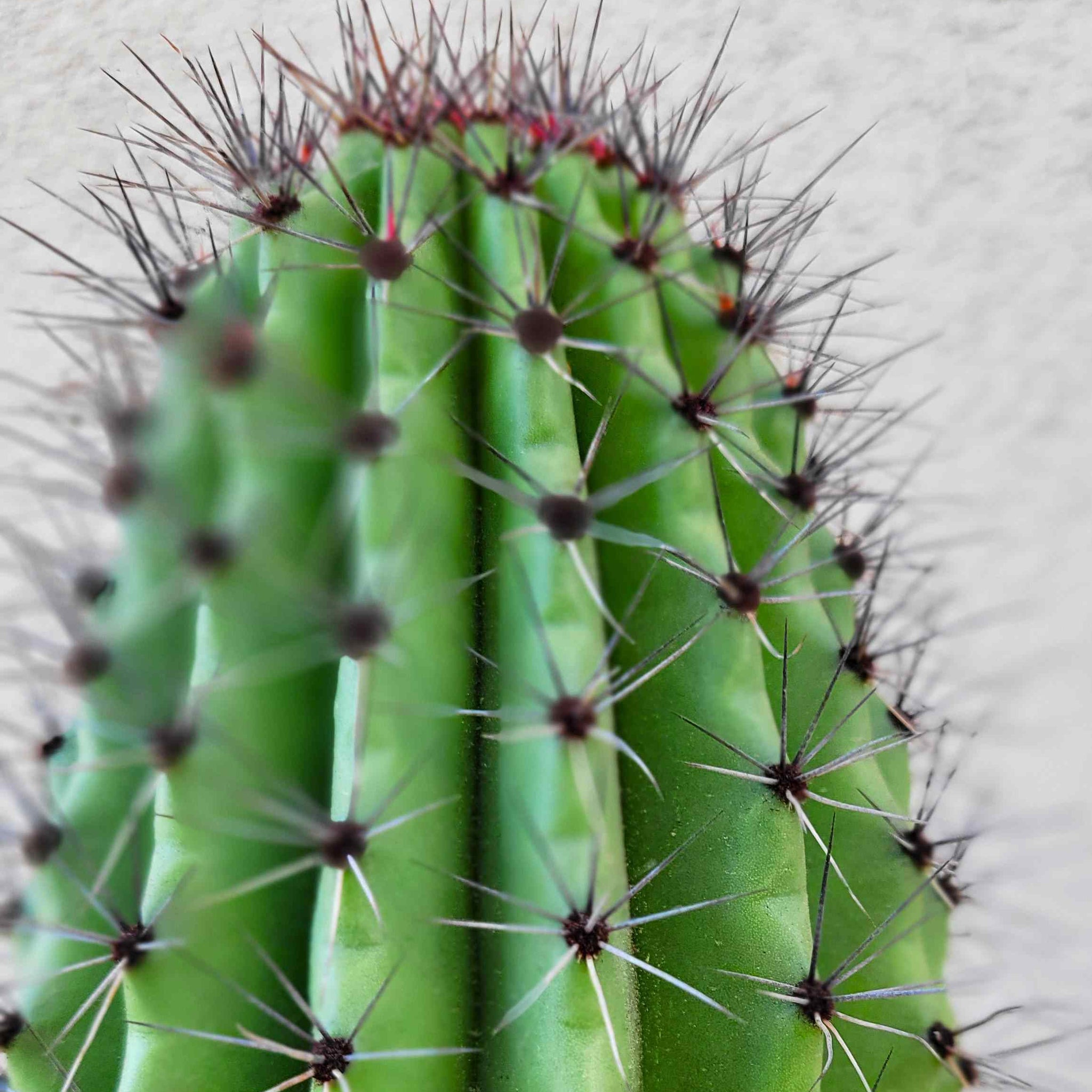Stenocereus thurberi - Organ Pipe Cactus – Happy Valley Plants