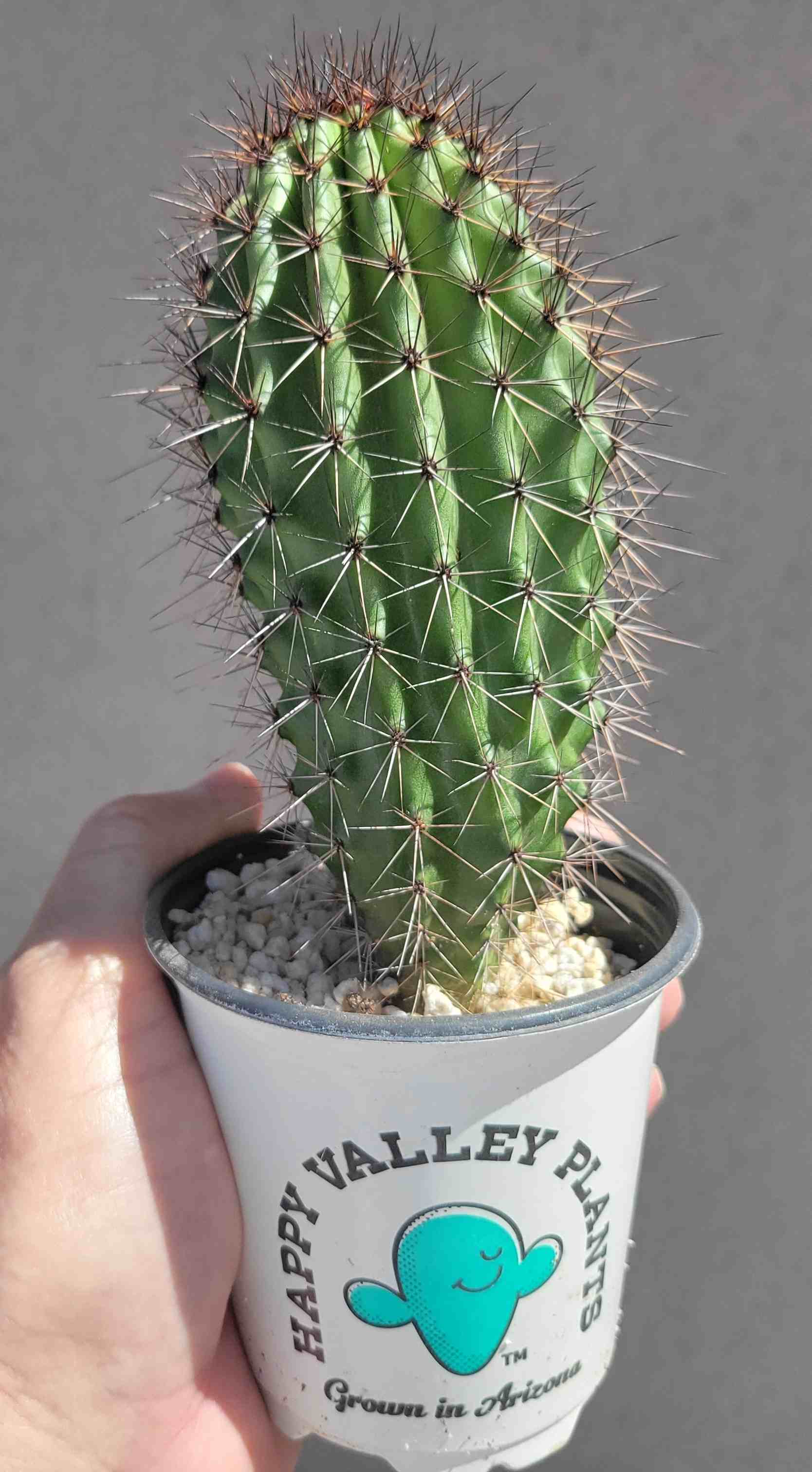 Stenocereus thurberi - Organ Pipe Cactus – Happy Valley Plants