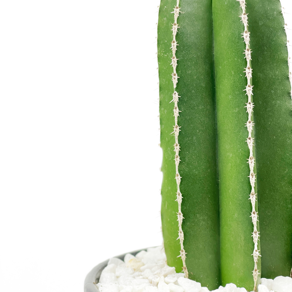 Close up of the Mexican Fencepost cactus, focusing on the bright white areoles and bristle-like spines that line the ribs. The cactus has a smooth, green surface with sharp, well-defined edges. Its unique columnar shape and bright coloration stand out against the surrounding environment. Thrives in full sun, hardy in USDA zones 9-11.