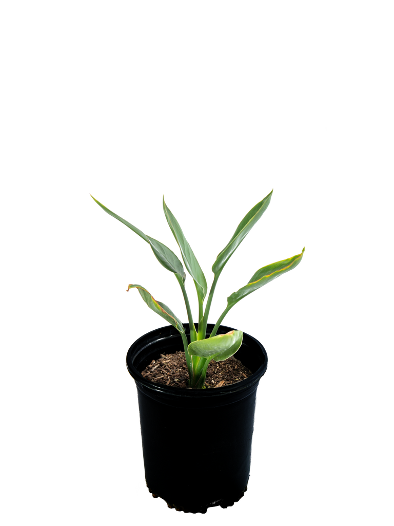 High-angle view of Strelitzia reginae, displaying lush, upright green leaves and iconic orange and blue bird-like flowers emerging gracefully above the foliage.