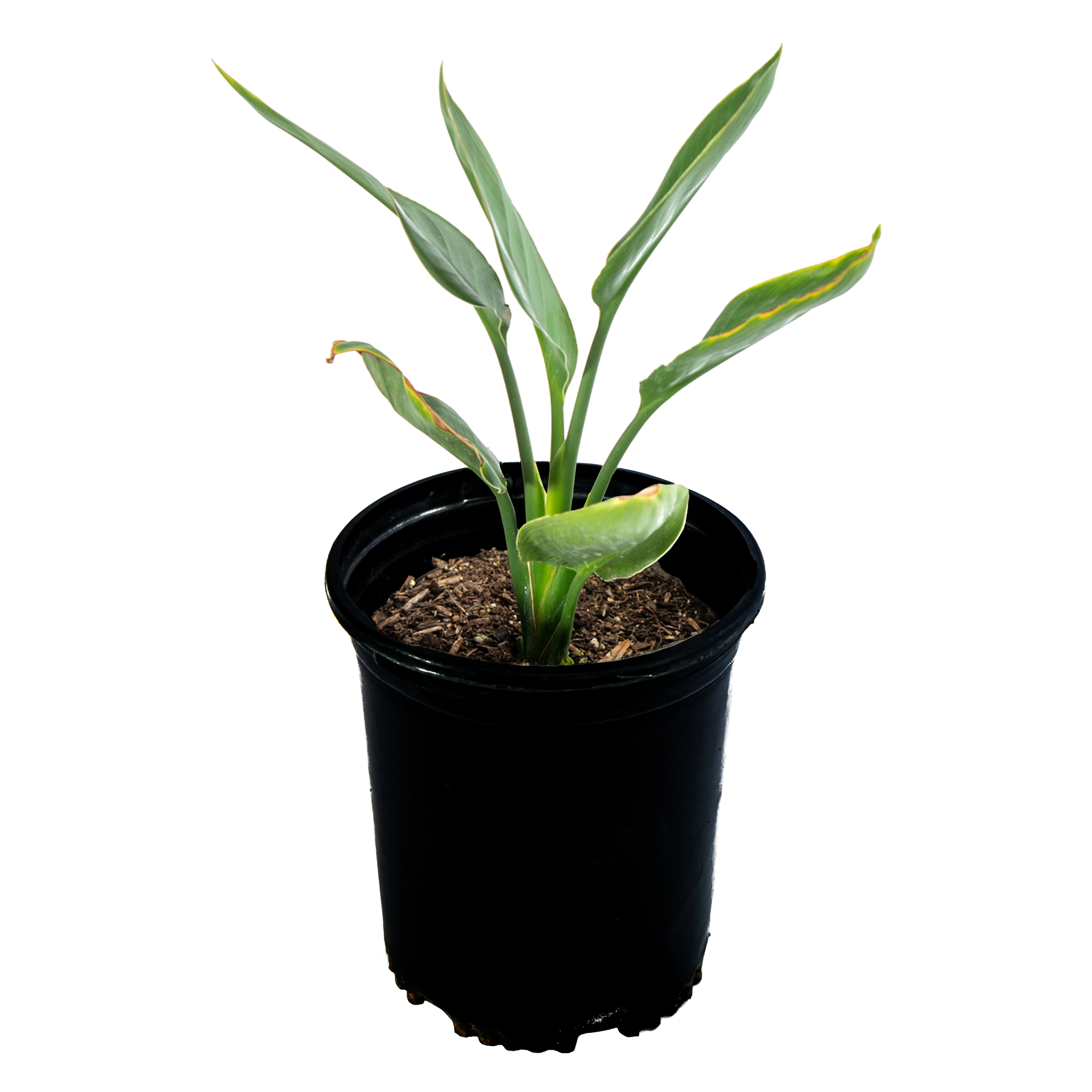 Strelitzia reginae