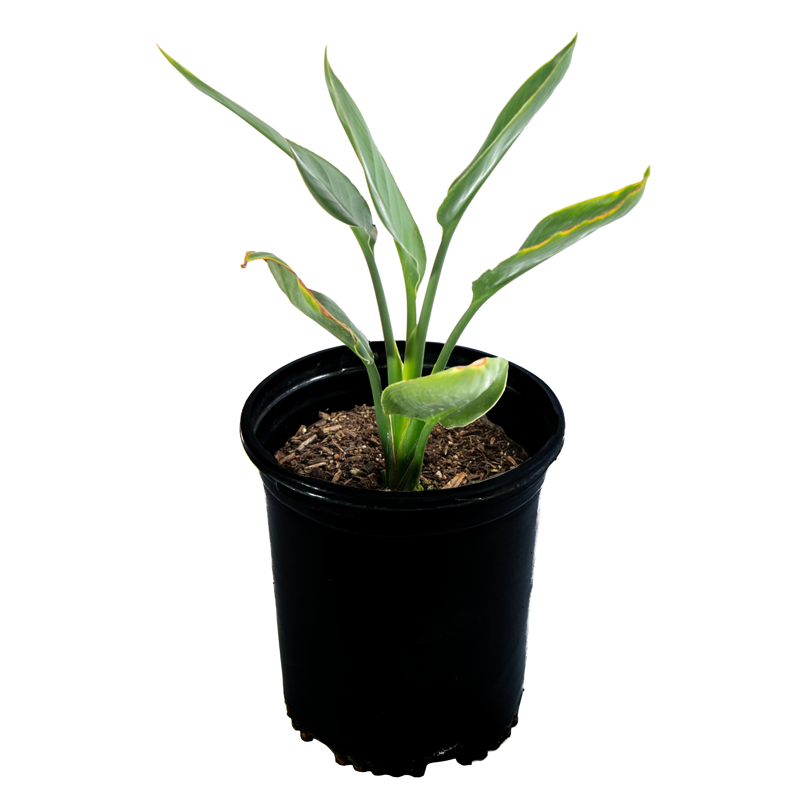 Strelitzia reginae