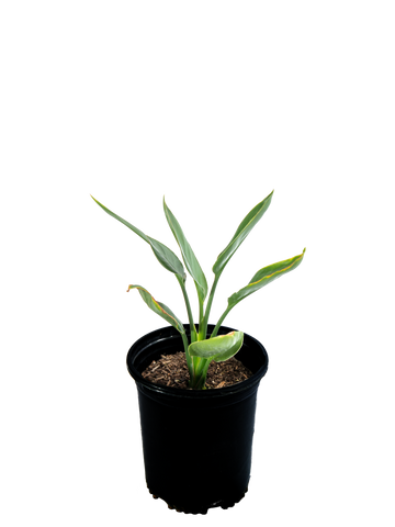 High-angle view of Strelitzia reginae, displaying lush, upright green leaves and iconic orange and blue bird-like flowers emerging gracefully above the foliage.