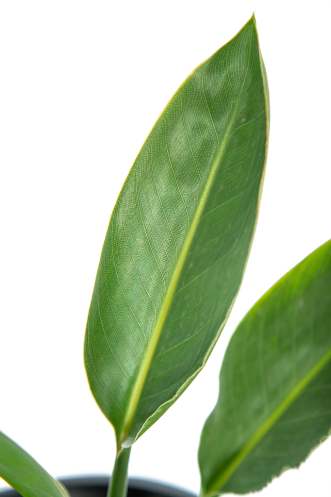 Close-up of Strelitzia reginae, showcasing the intricate details of its vibrant orange and blue flowers, resembling a bird in flight, set against its glossy green leaves.