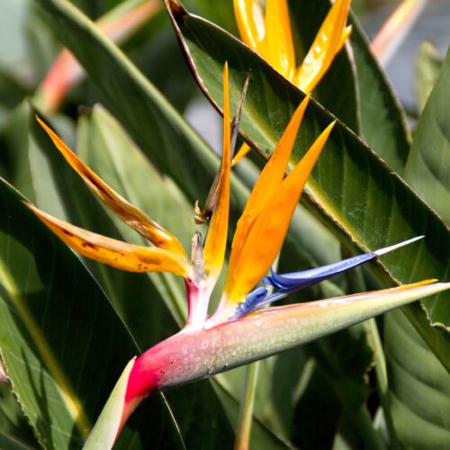 Close-up of Strelitzia reginae, showcasing the intricate details of its vibrant orange and blue flowers, resembling a bird in flight, set against its glossy green leaves.