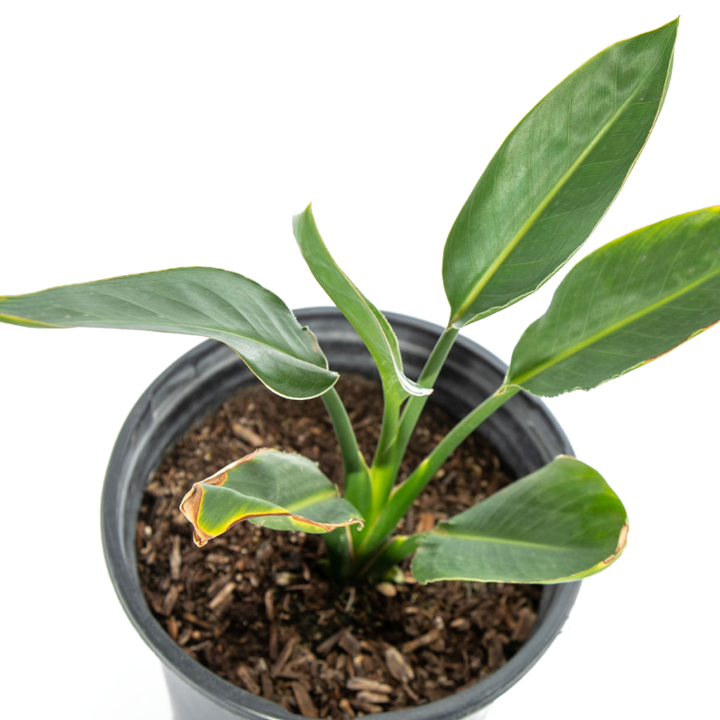 philodendron bird of paradise Strelitzia reginae
