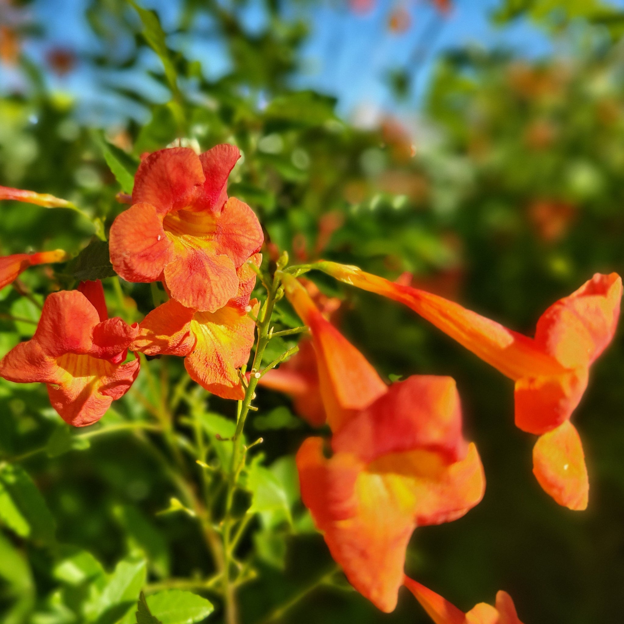 Tecoma hybrid - Red Bells – Happy Valley Plants