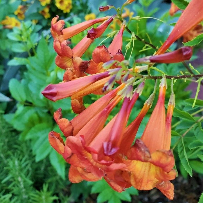 Tecoma hybrid - Red Bells – Happy Valley Plants