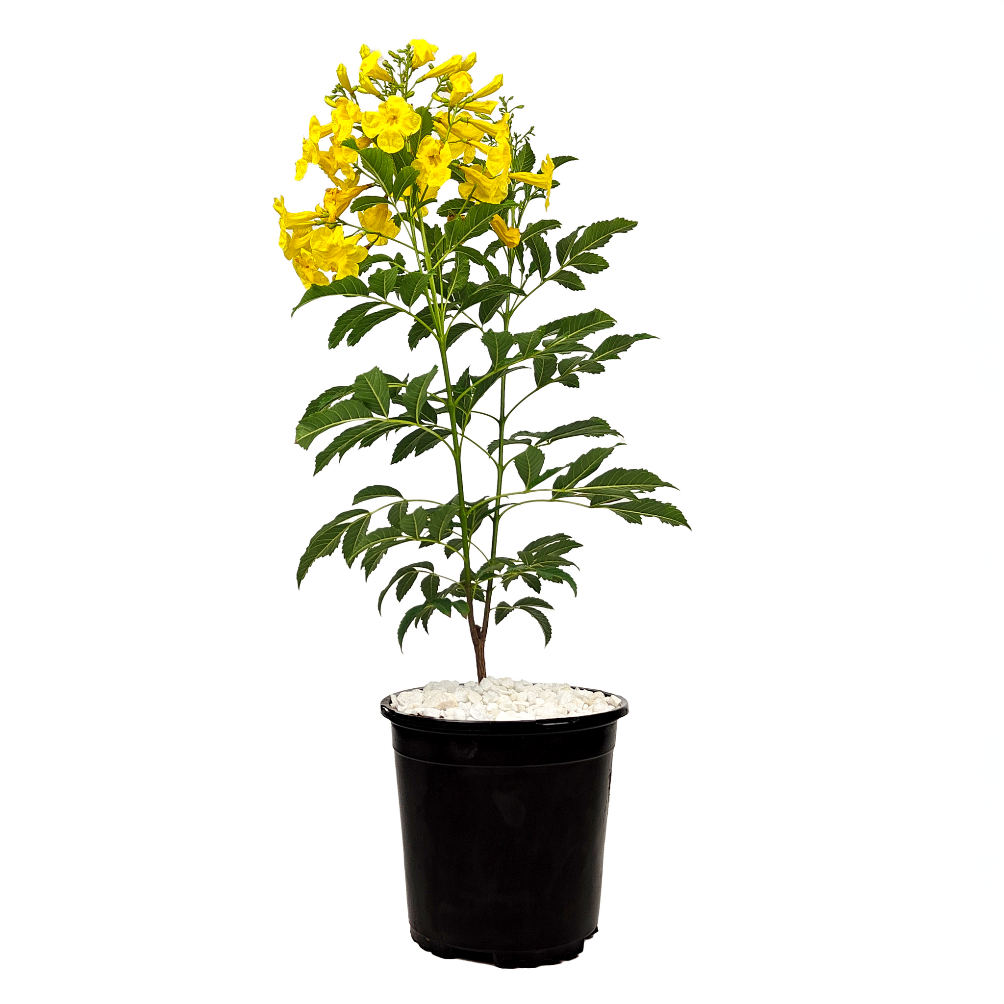 Shrub Collection – Happy Valley Plants