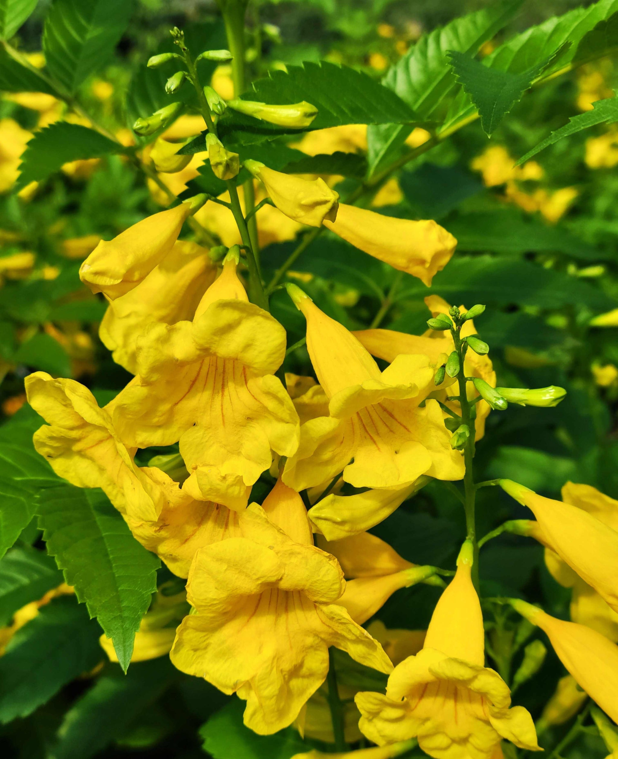 黄色唐草 楽天市場】クロ唐草模様 生地 イエロー 1687-k05 和柄 唐草模様 大柄