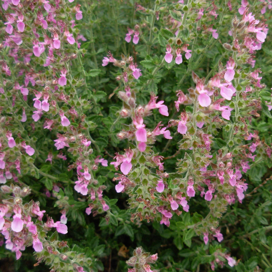 Teucrium c. 'Prostratum' - Trailing Germander – Happy Valley Plants