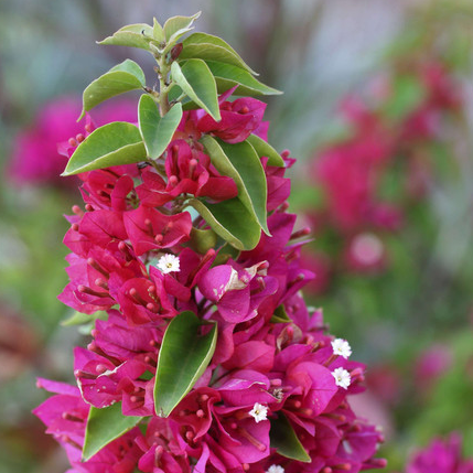Bougainvillea – Happy Valley Plants