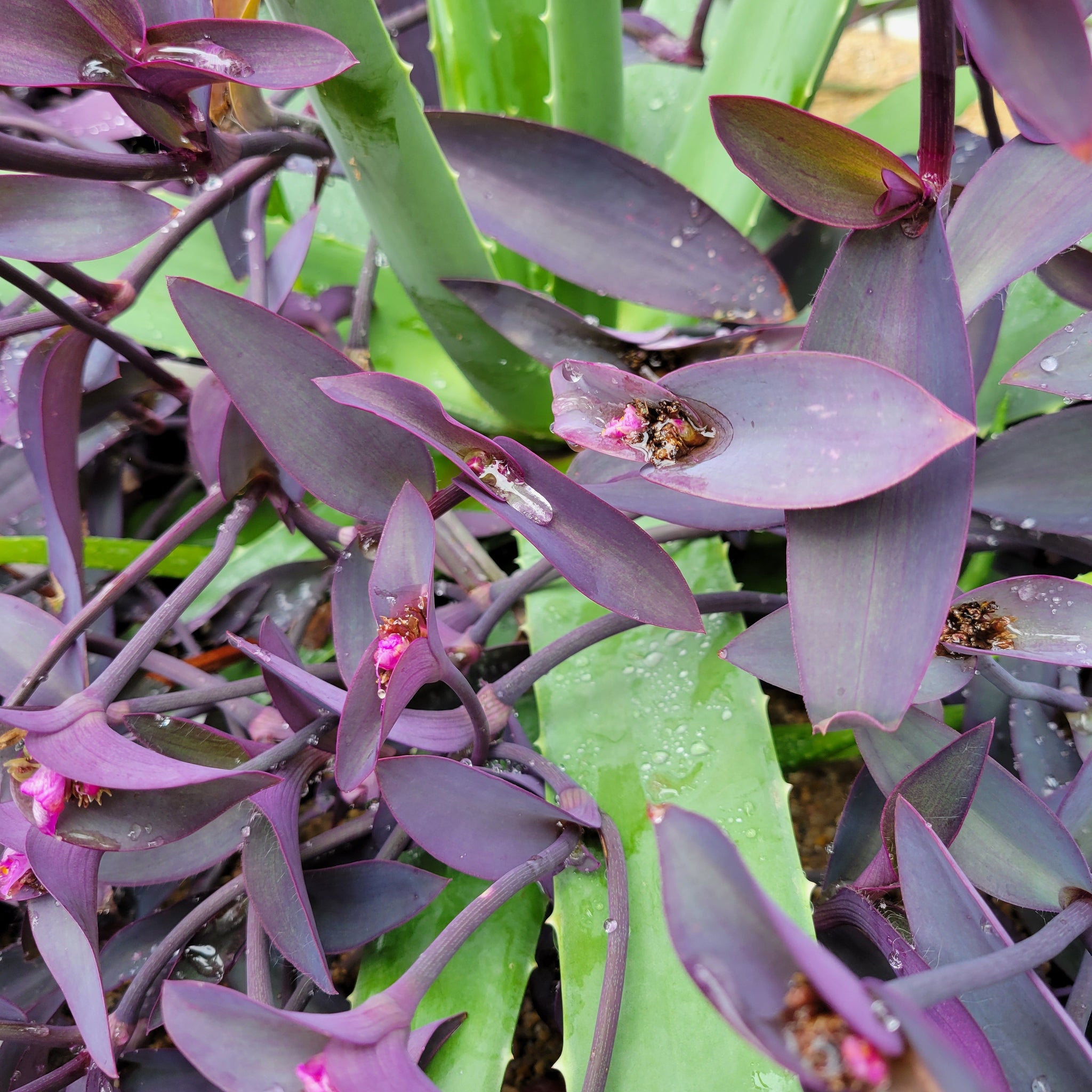 Setcreasea pallida - Purple Heart – Happy Valley Plants