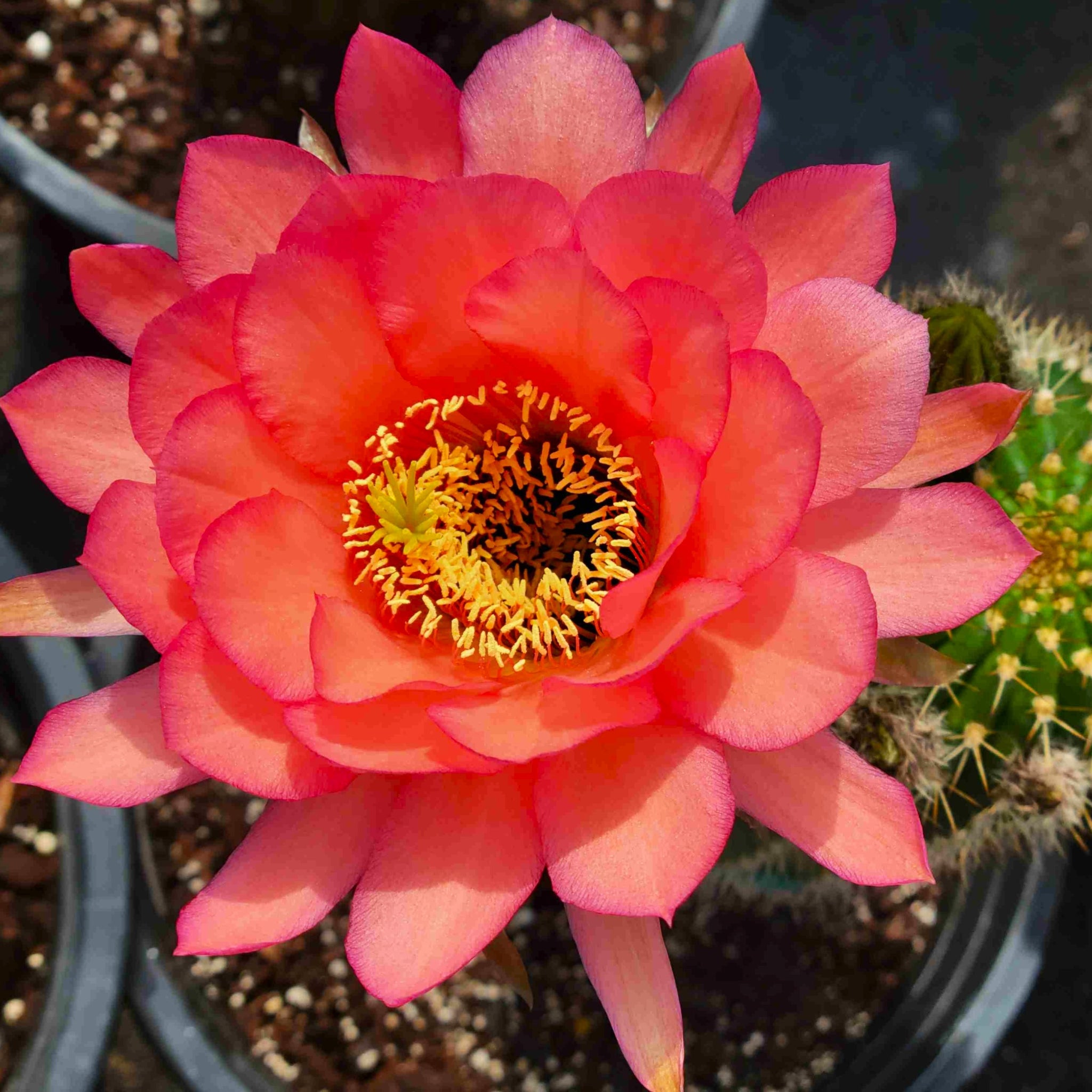 Trichocereus grandiflorus hybrid – Happy Valley Plants