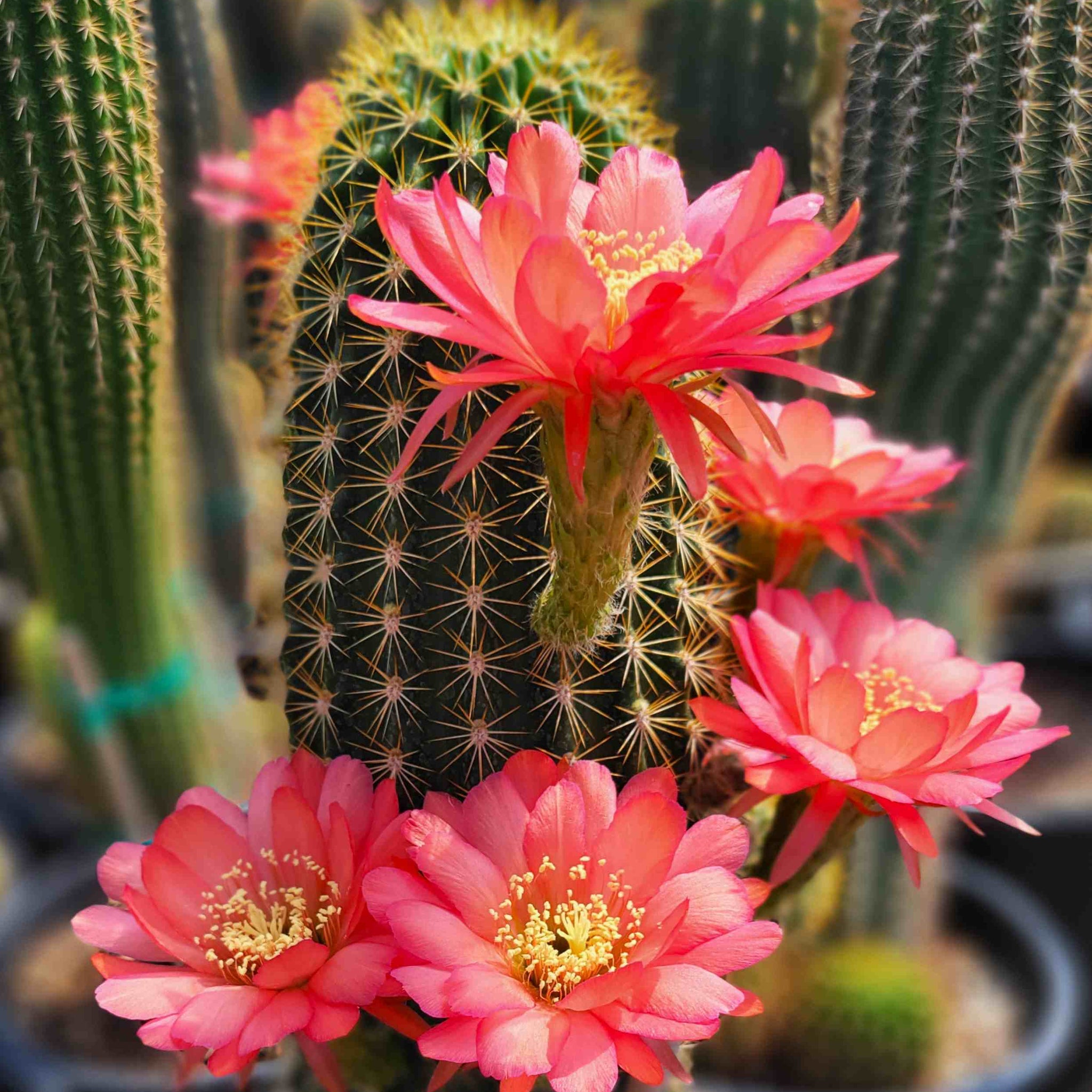 Trichocereus grandiflorus hybrid – Happy Valley Plants