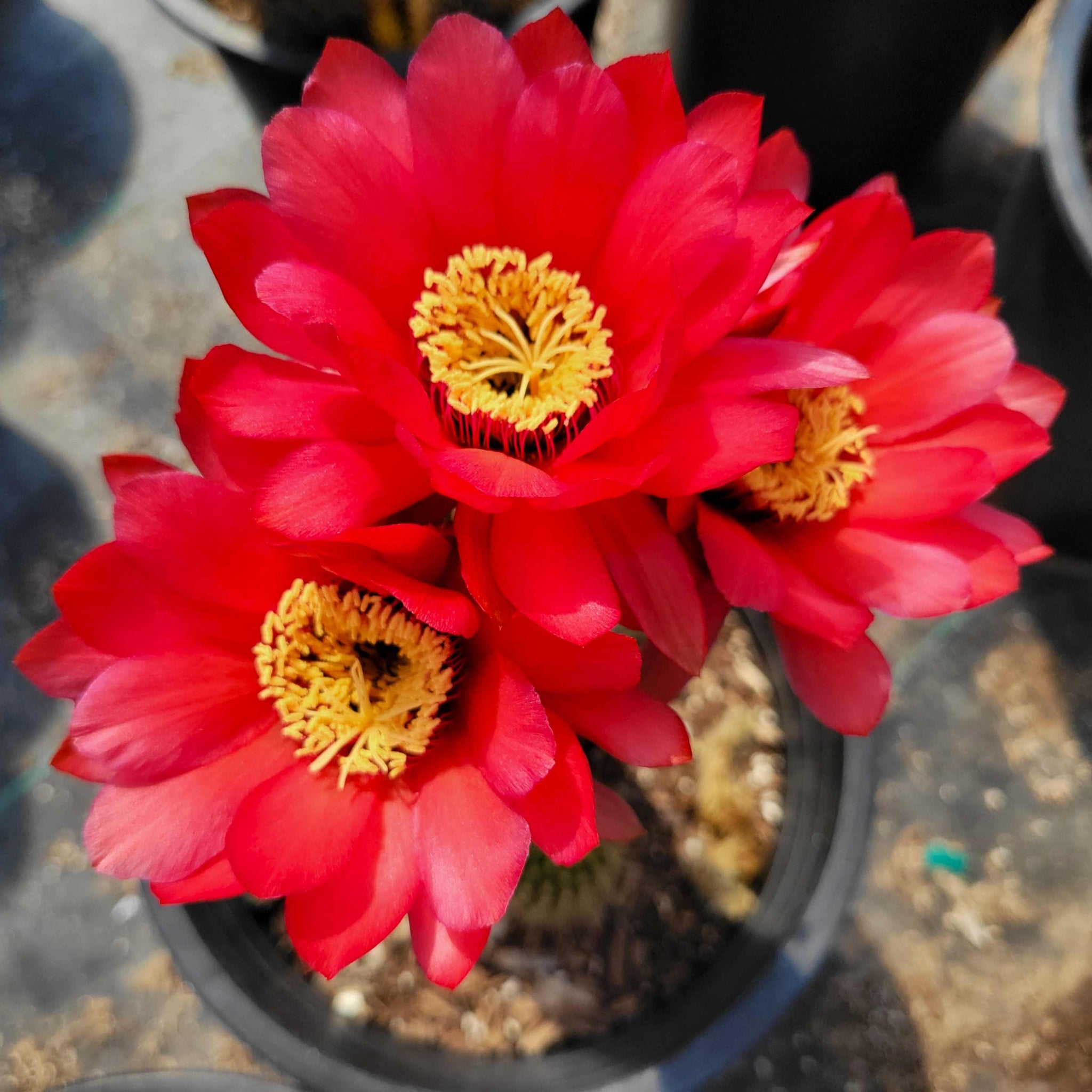 cactus grandiflorus materia medica Trichocereus grandiflorus hybrid – Happy Valley Plants