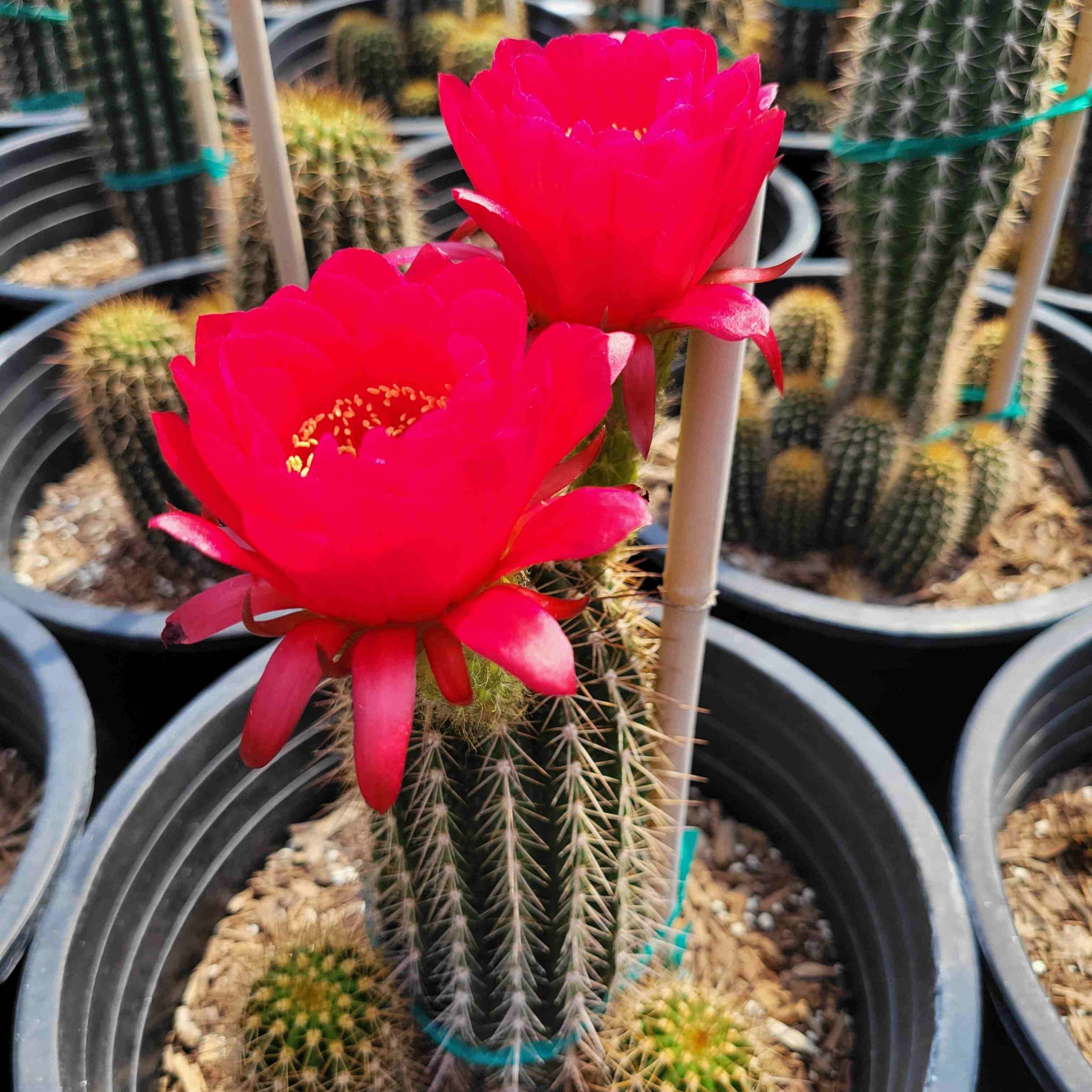 Trichocereus grandiflorus hybrid – Happy Valley Plants