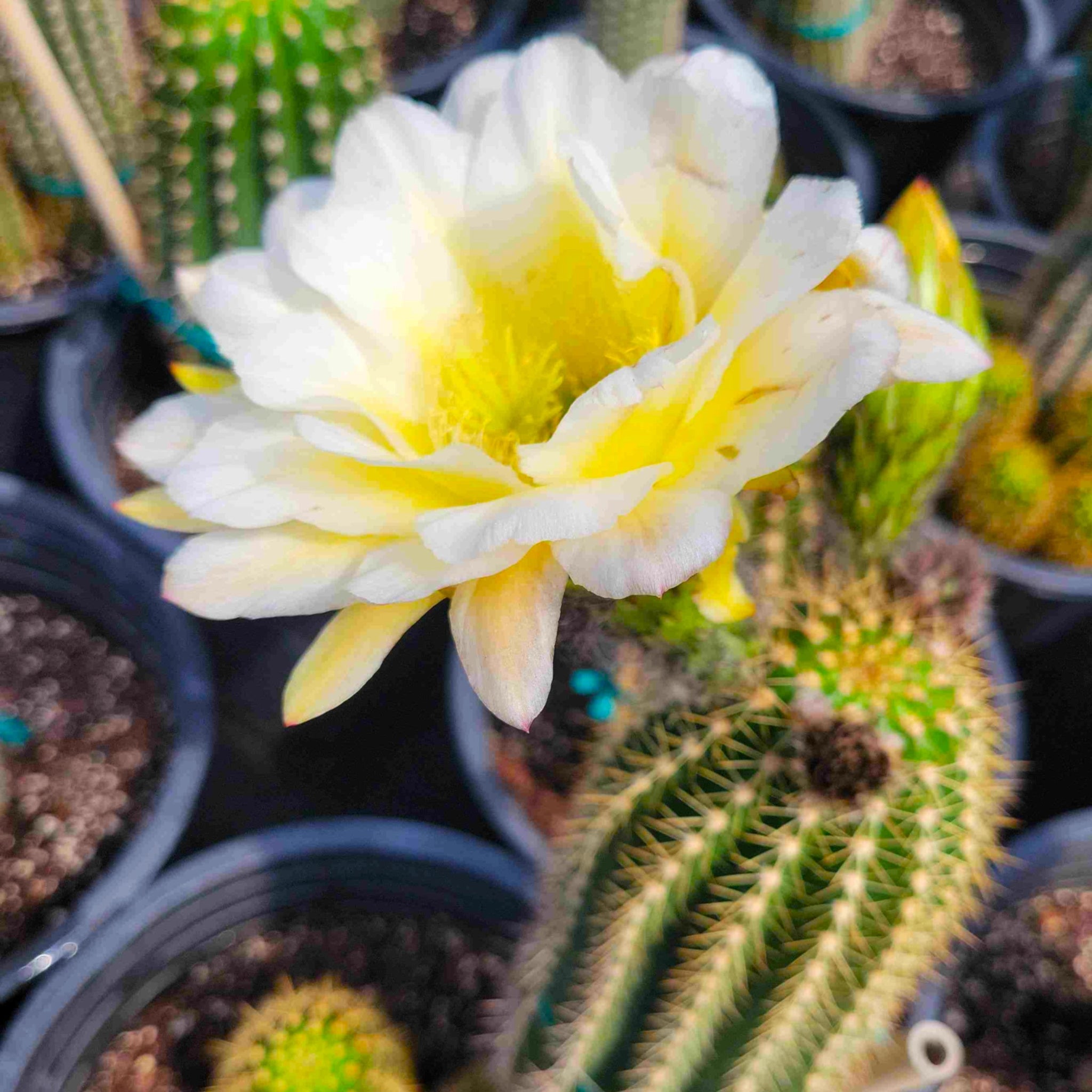 Trichocereus grandiflorus hybrid – Happy Valley Plants