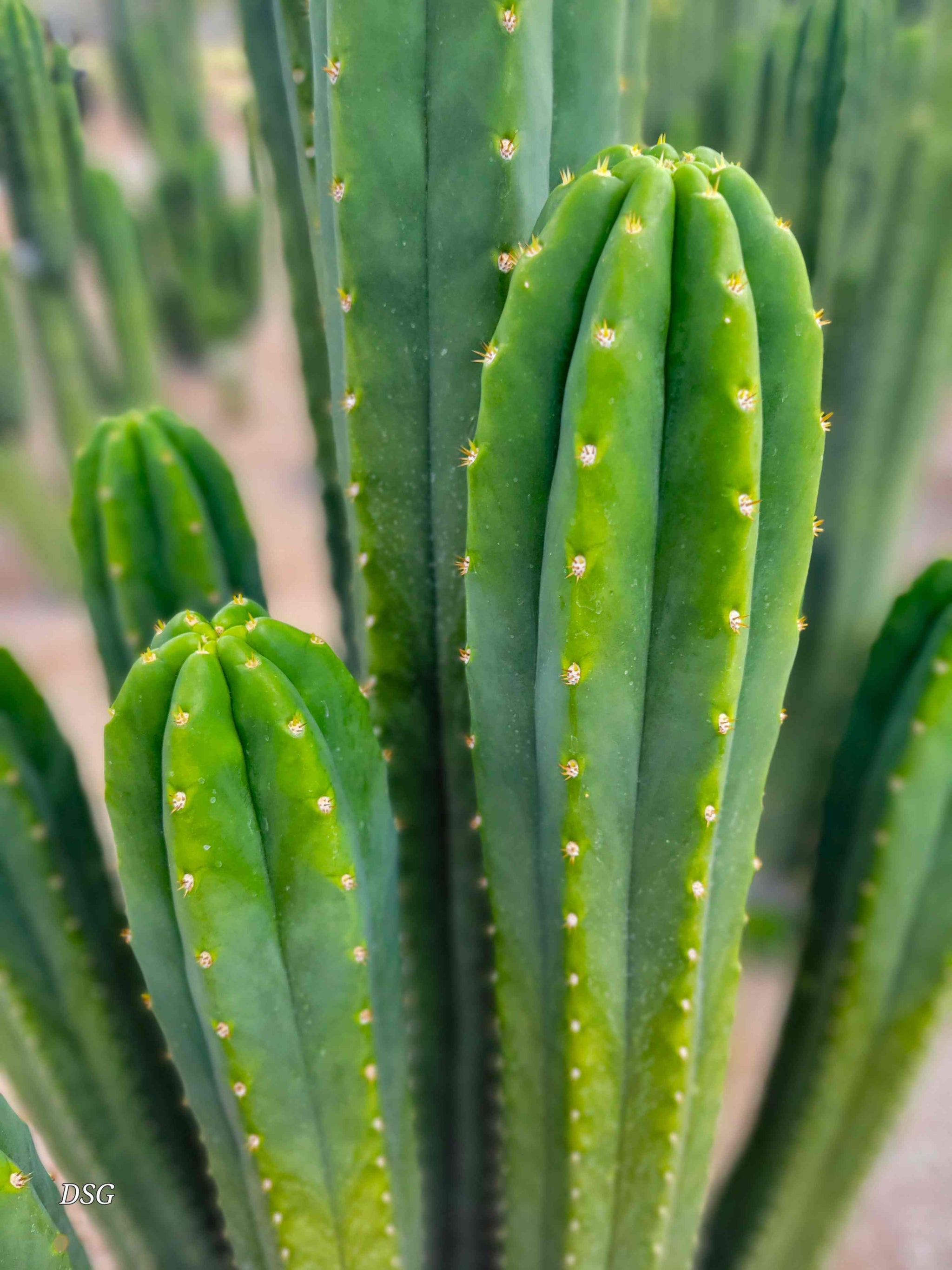 Trichocereus pachanoi