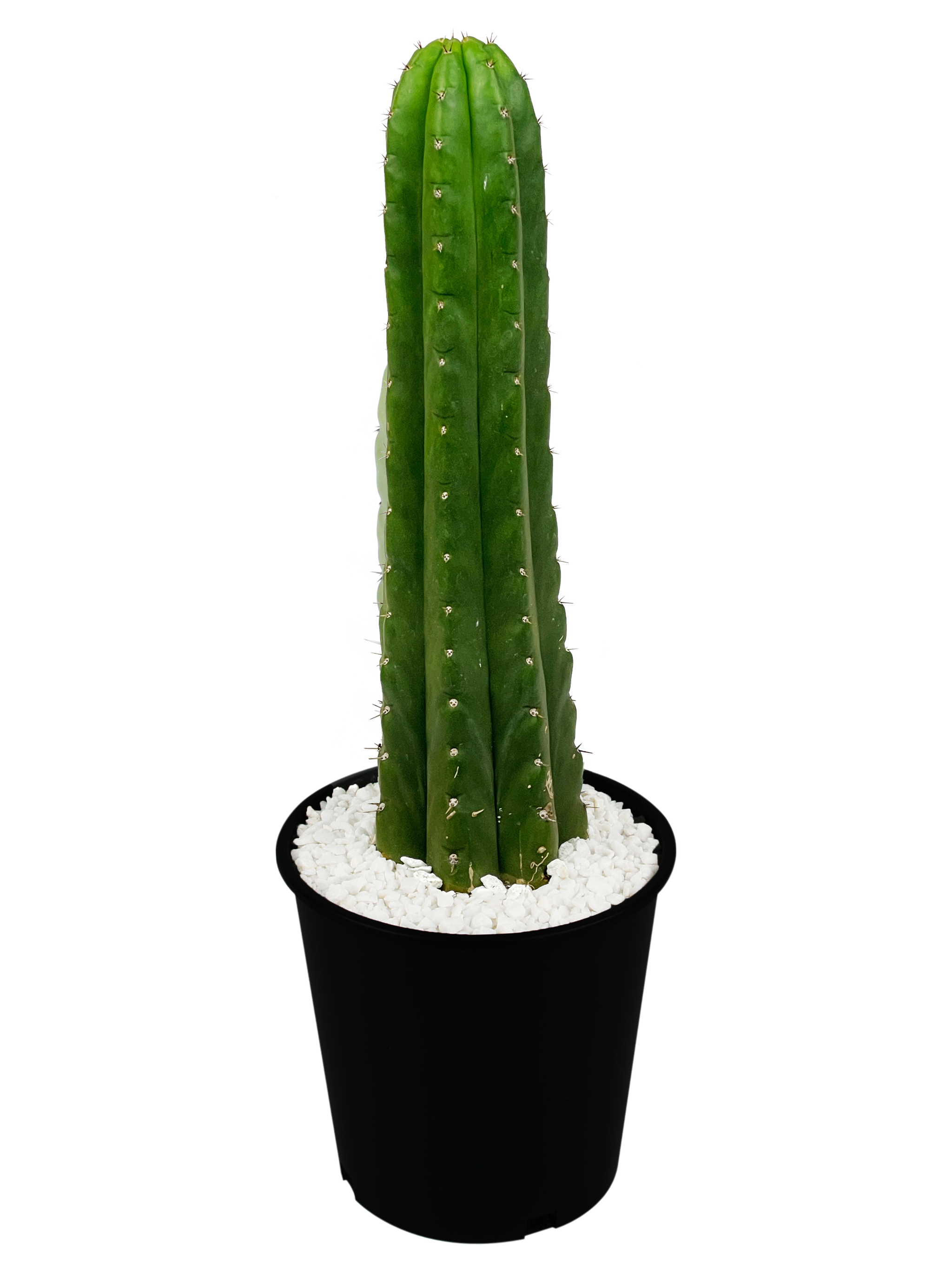 Arizona-Grown, drought tolerant Agaves and Cacti – Happy Valley Plants Arizona-Grown, drought tolerant Agaves and Cacti – Happy Valley Plants