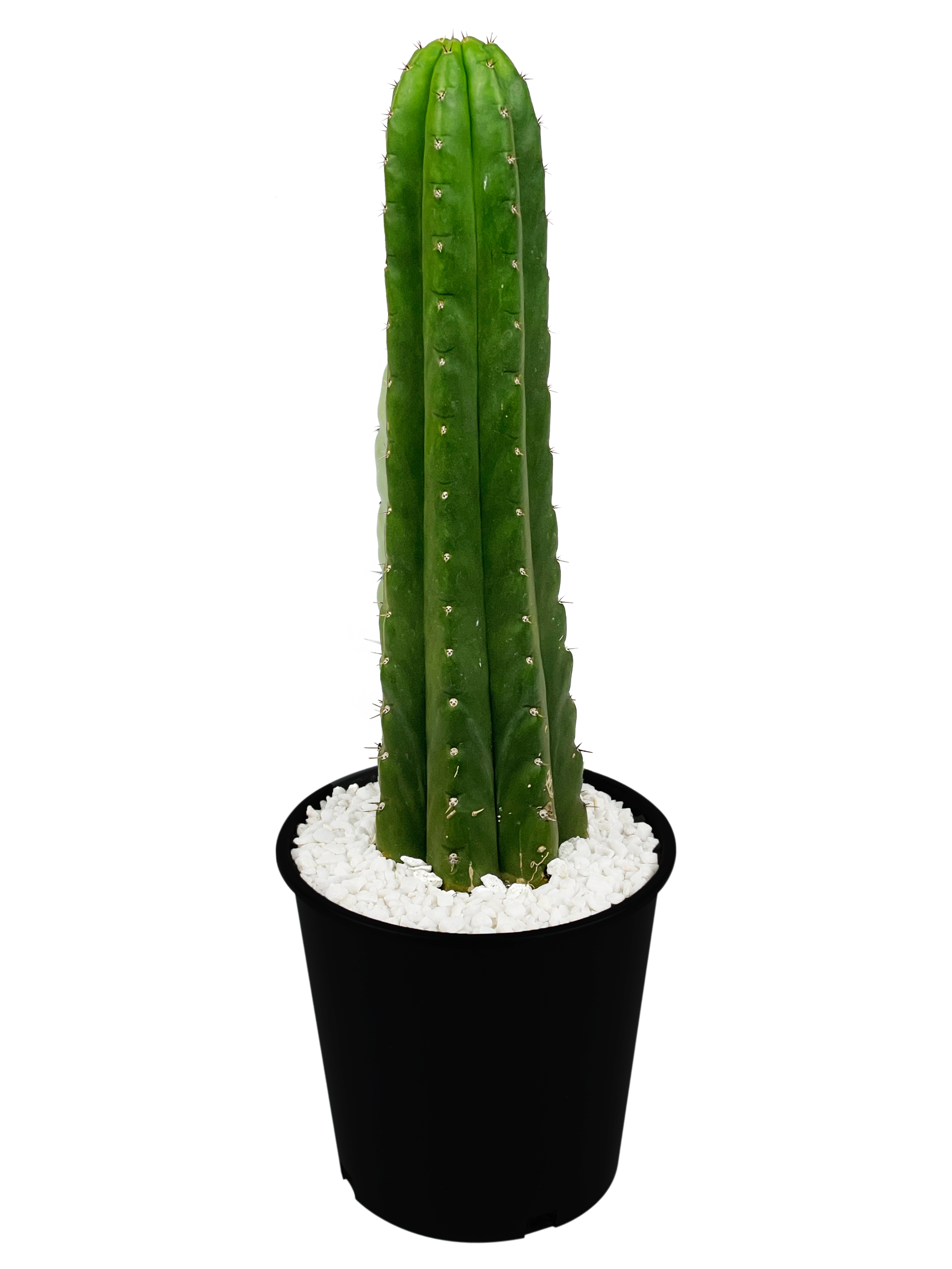 san pedro cactus for sale nearby Trichocereus pachanoi