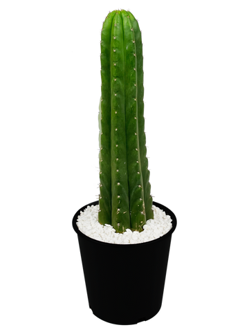 Full, high angle view of Echinopsis pachanoi (San Pedro Cactus), featuring tall, columnar stems with a vibrant green hue. The plant thrives in full to part sun, growing up to 6-15 feet tall and 3-5 feet wide. Hardy in USDA zones 8-11, it requires minimal water once established.