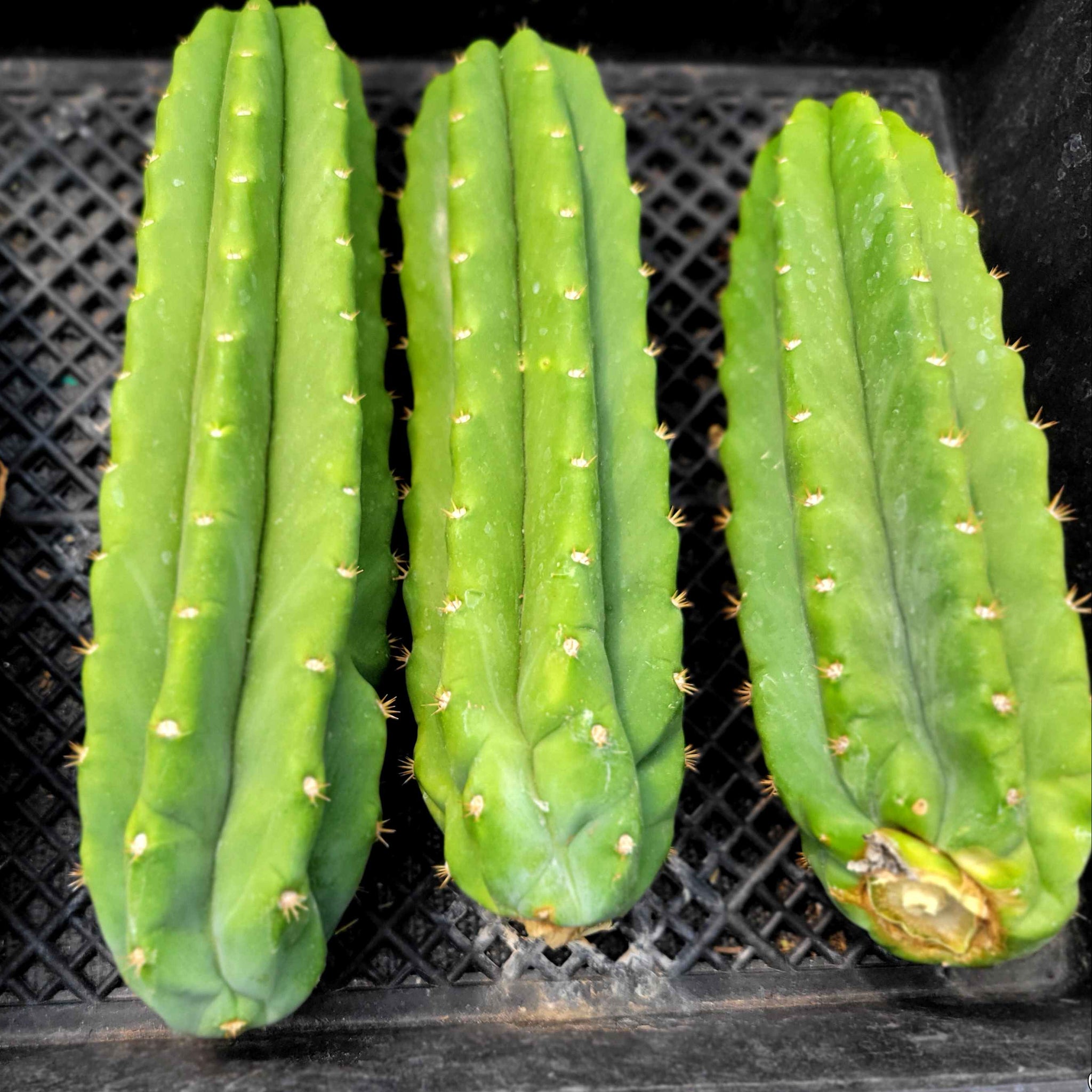 fuzzy cactus Opuntia Snow Fuzzy – Planet Desert main image 0