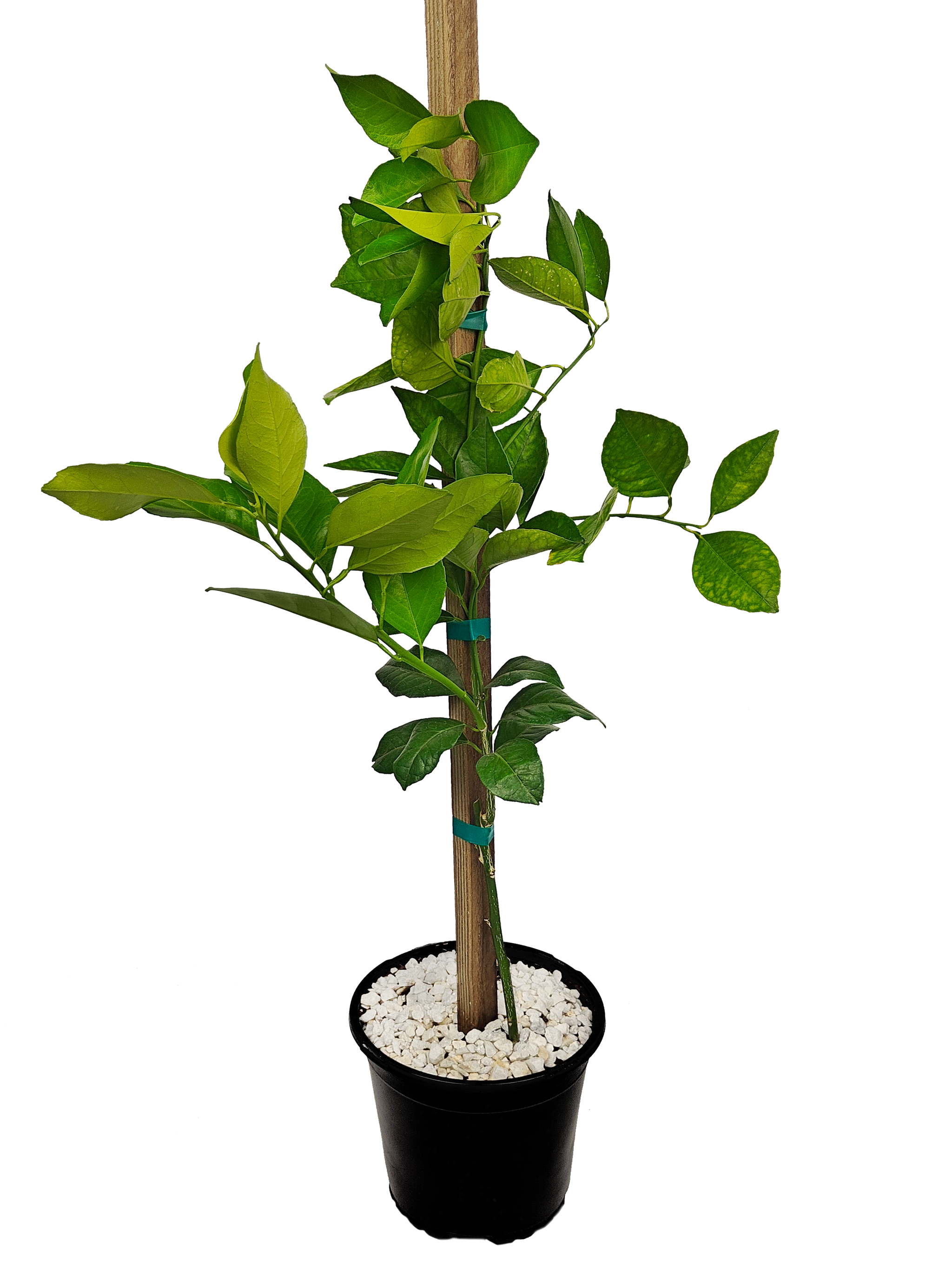Trovita Orange - (TRO) – Happy Valley Plants