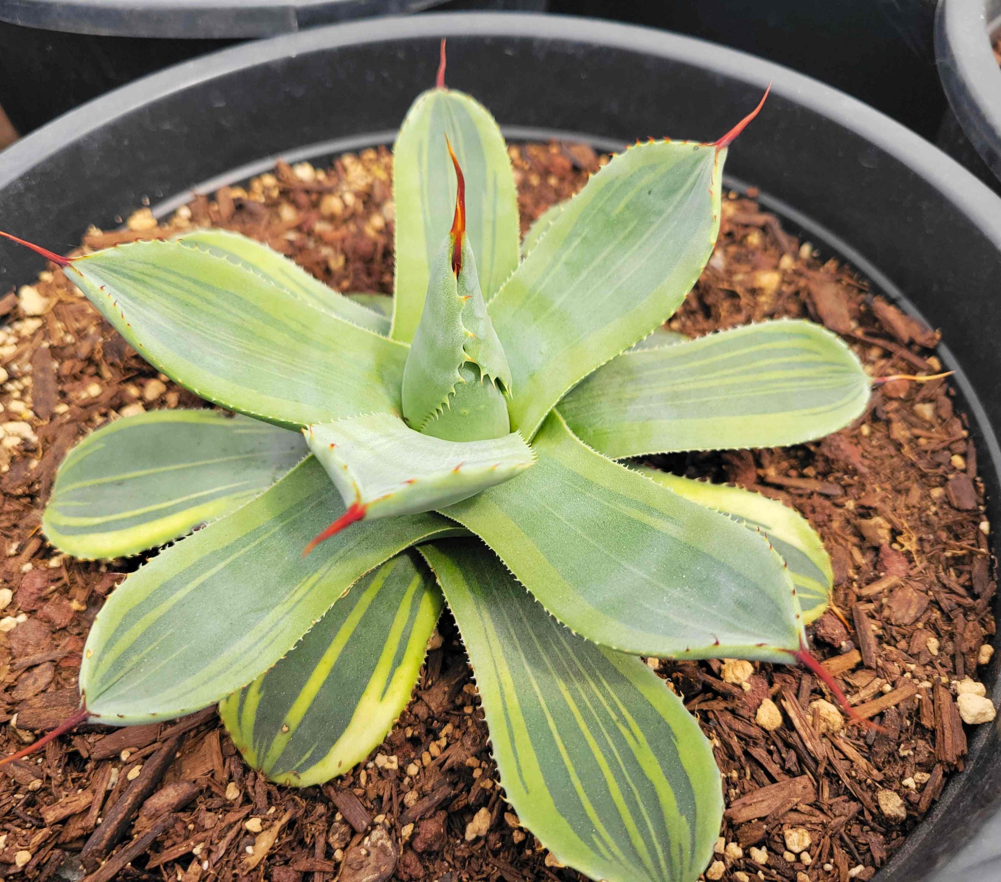 Agave parryi v. truncata Variegated – Happy Valley Plants