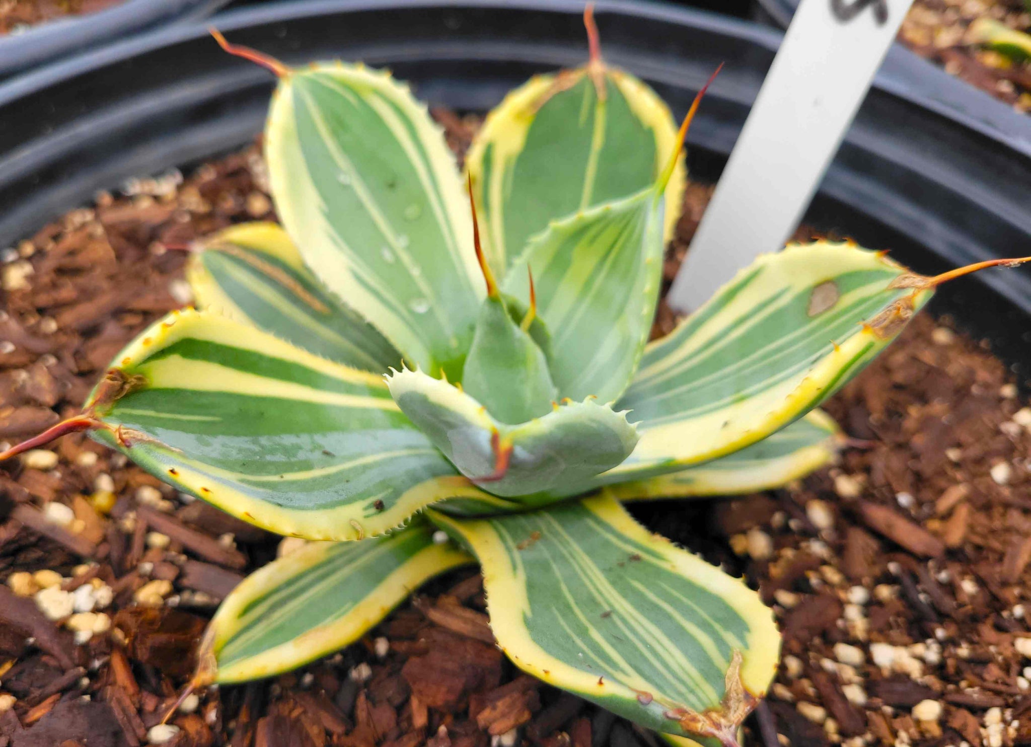 Agave parryi v. truncata Variegated – Happy Valley Plants