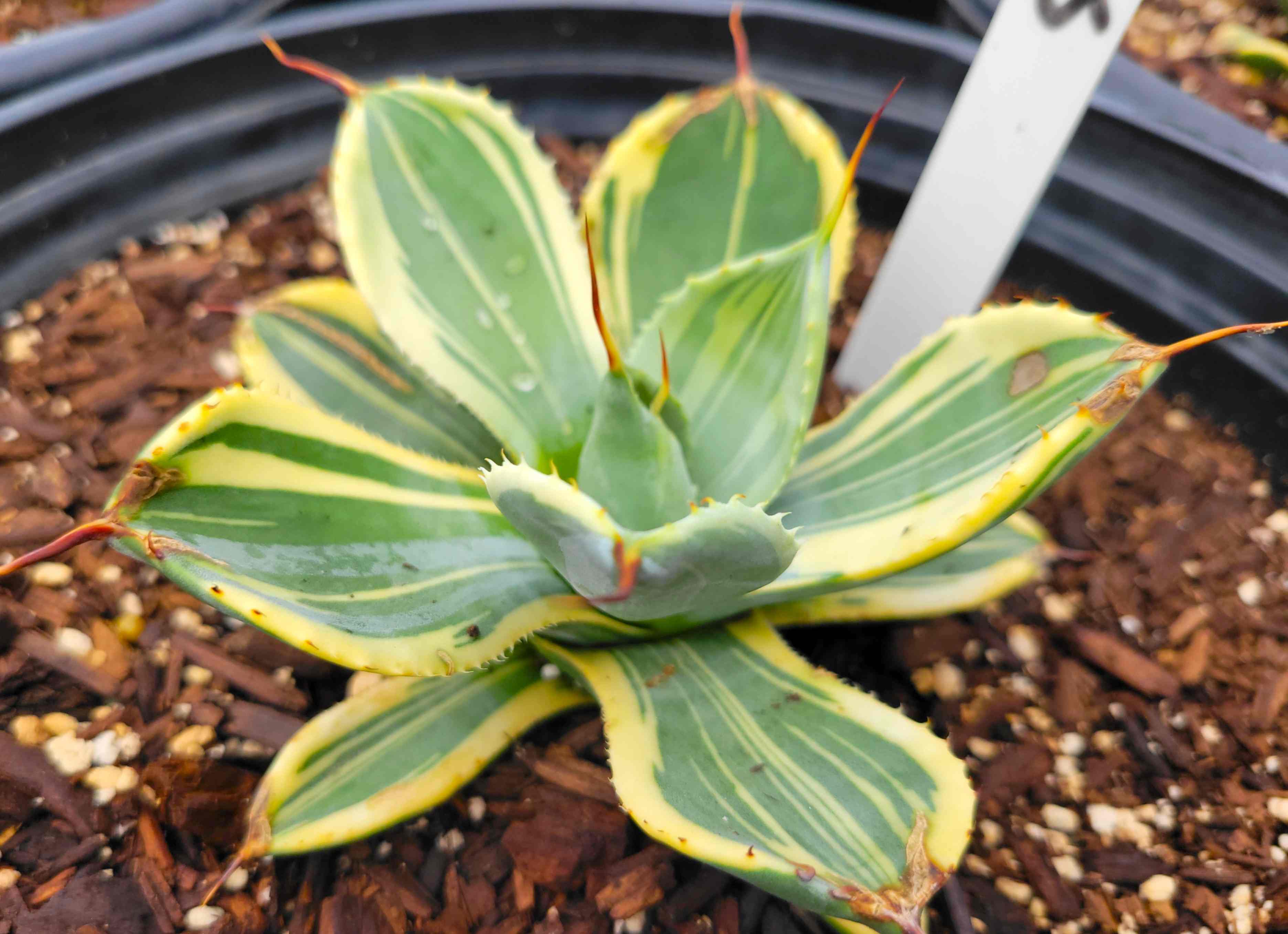 Agave parryi v. truncata Variegated – Happy Valley Plants