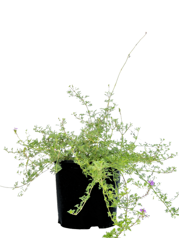 High-angle view of Verbena tenuisecta, showcasing its spreading growth habit with lush, fern-like green foliage and clusters of small, vibrant purple flowers.