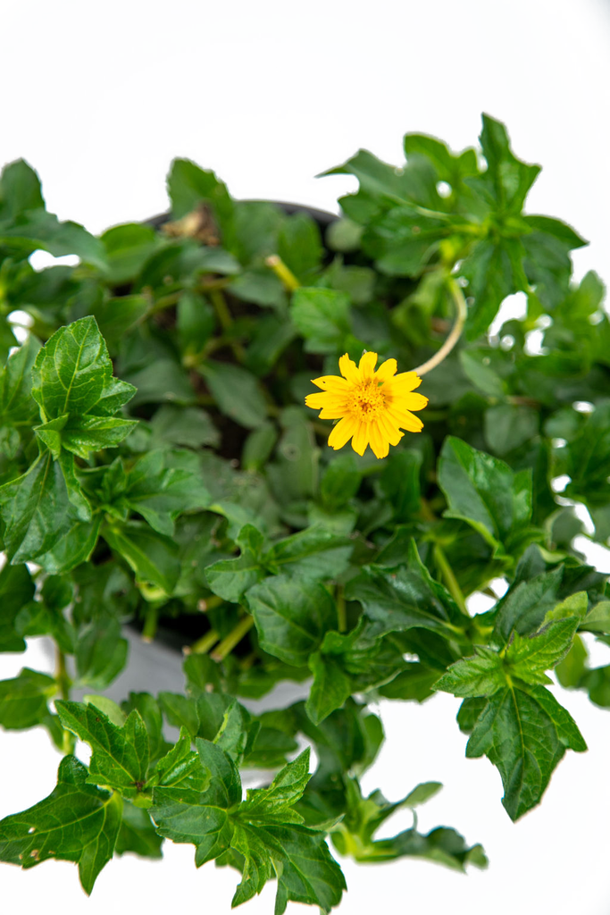 Close-up of Wedelia trilobata, focusing on a single daisy-like yellow flower surrounded by glossy, lobed green leaves, emphasizing the plant's vibrant, hardy characteristics.