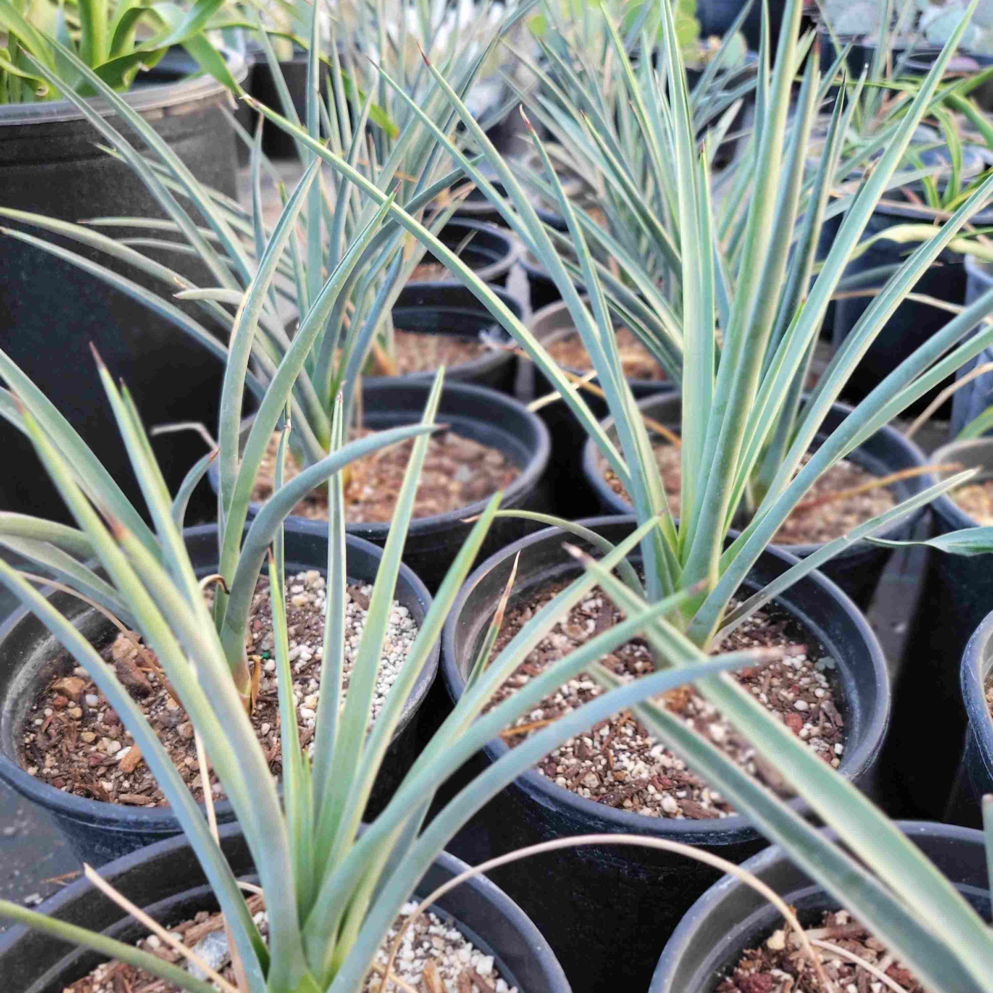 joshua tree house plant Yucca brevifolia – Happy Valley Plants