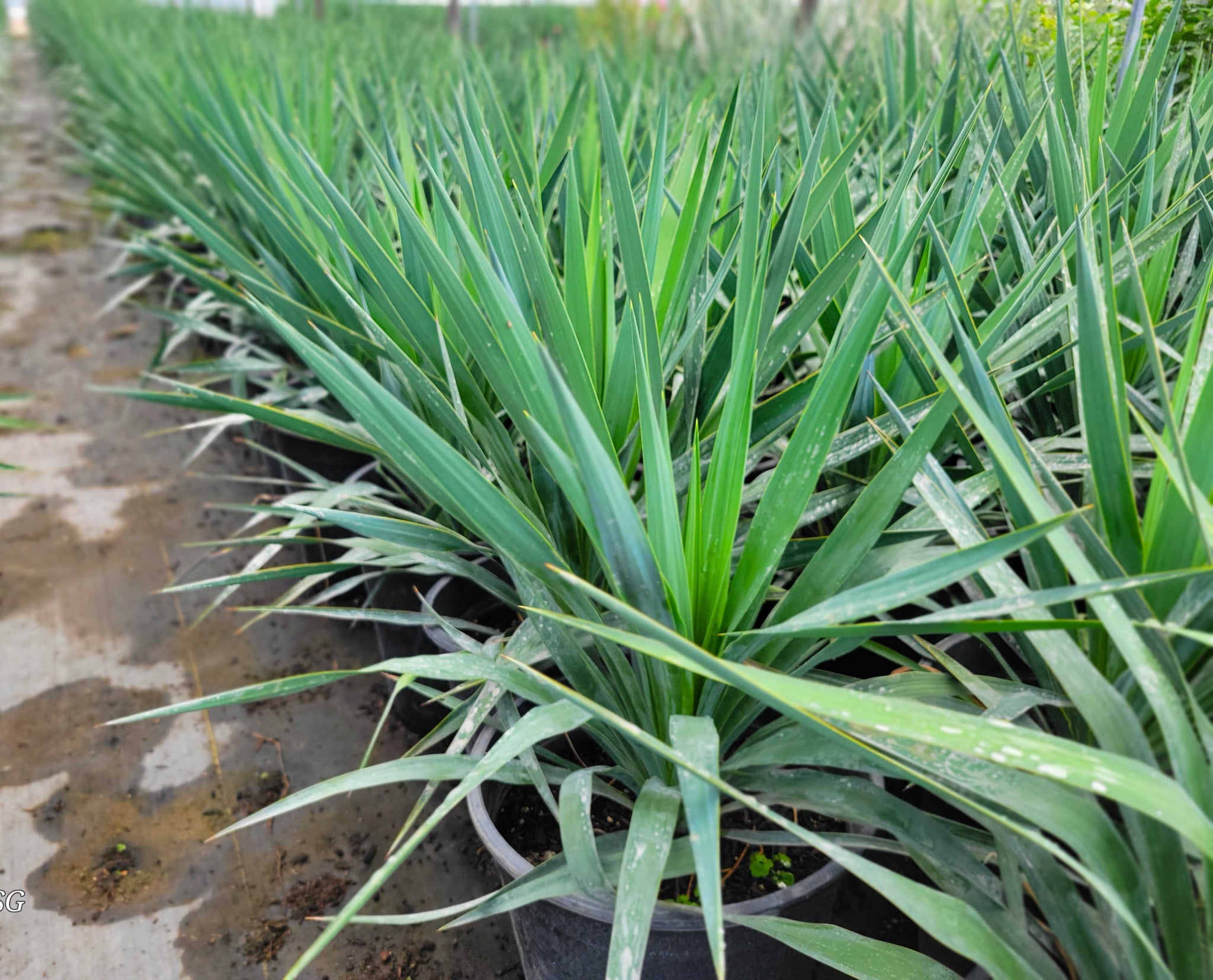 Yucca recurvifolia (pendula) – Happy Valley Plants