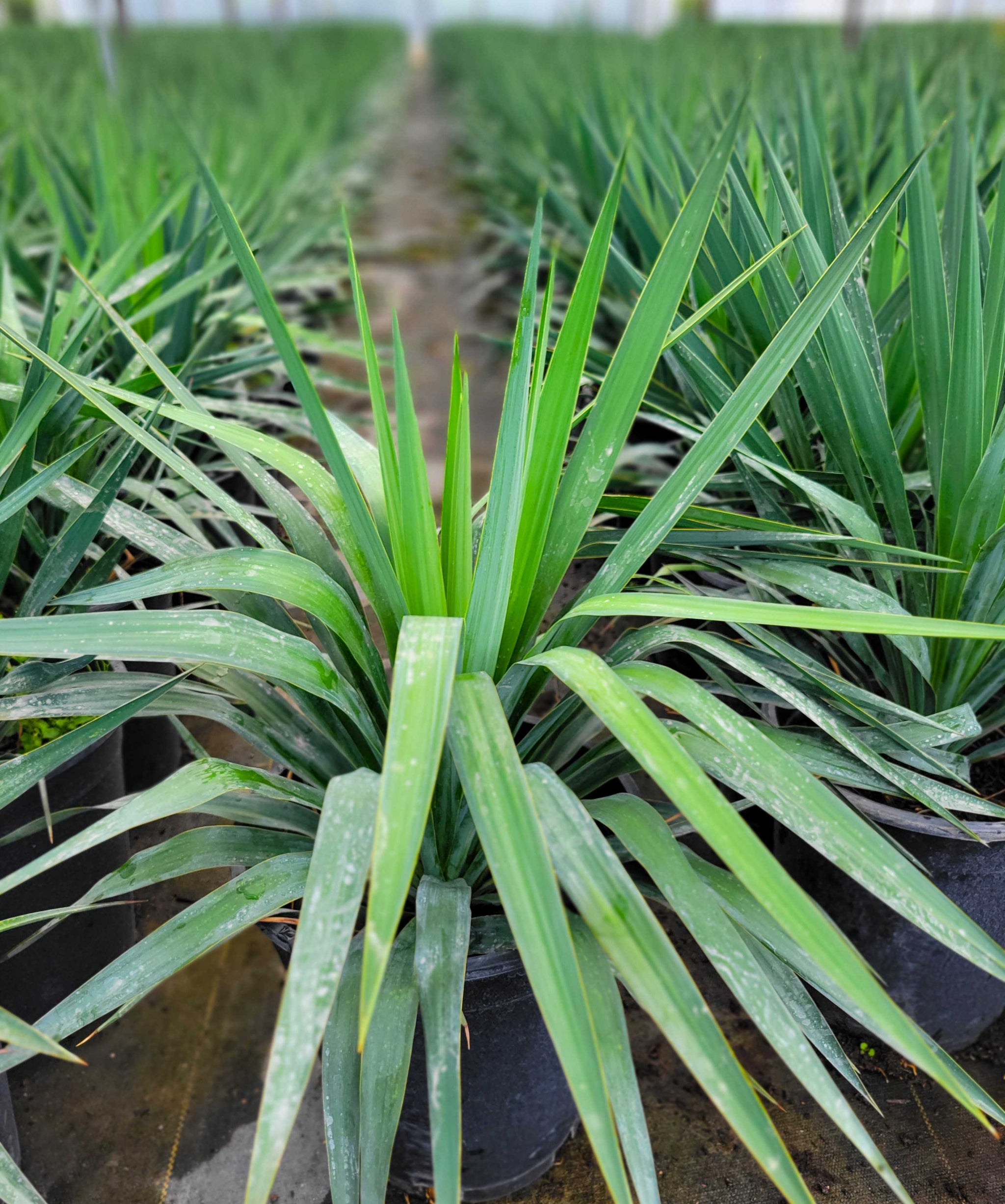 Yucca recurvifolia (pendula) – Happy Valley Plants