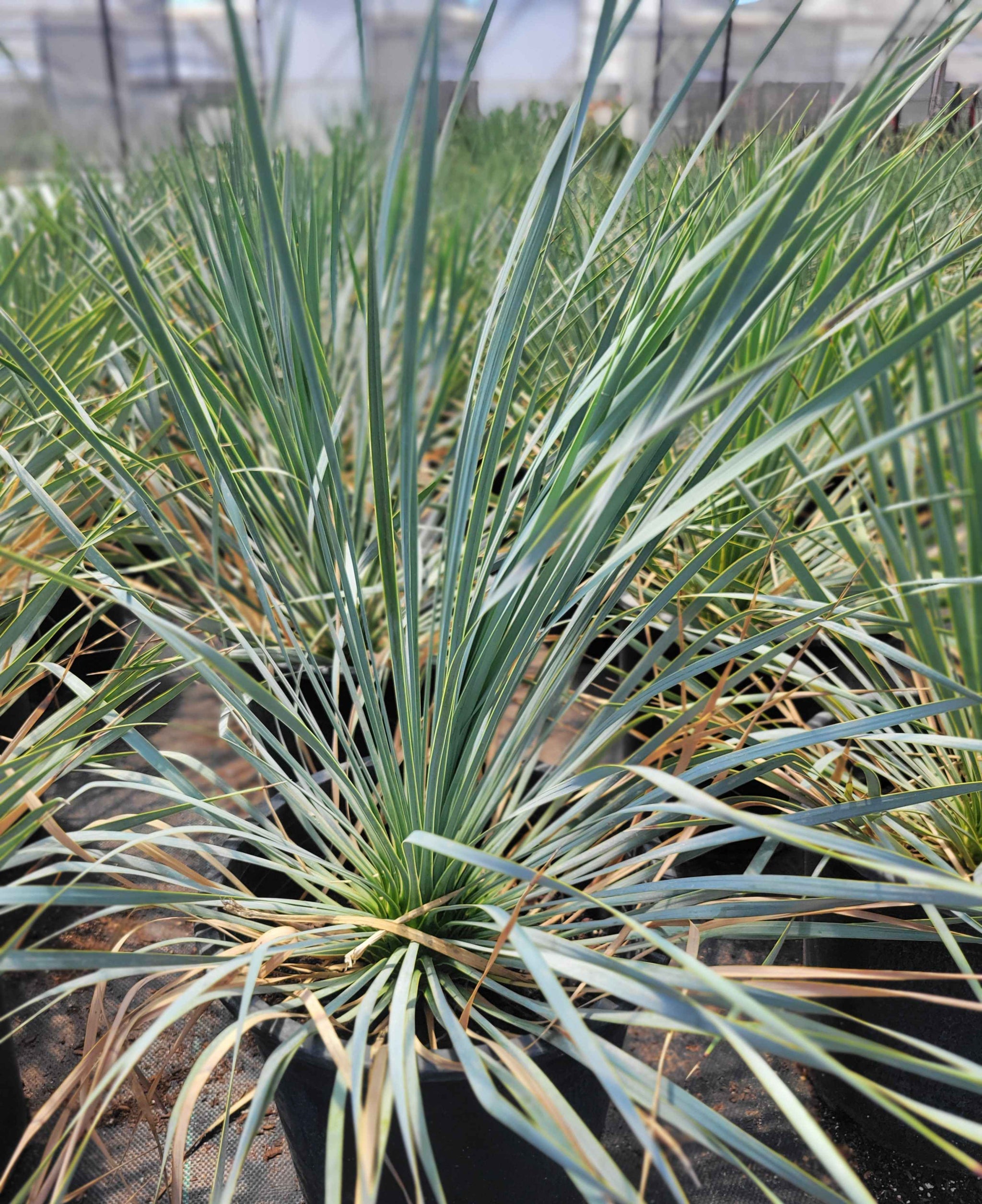 Yucca rostrata - Beaked Yucca – Happy Valley Plants Yucca rostrata - Beaked Yucca – Happy Valley Plants