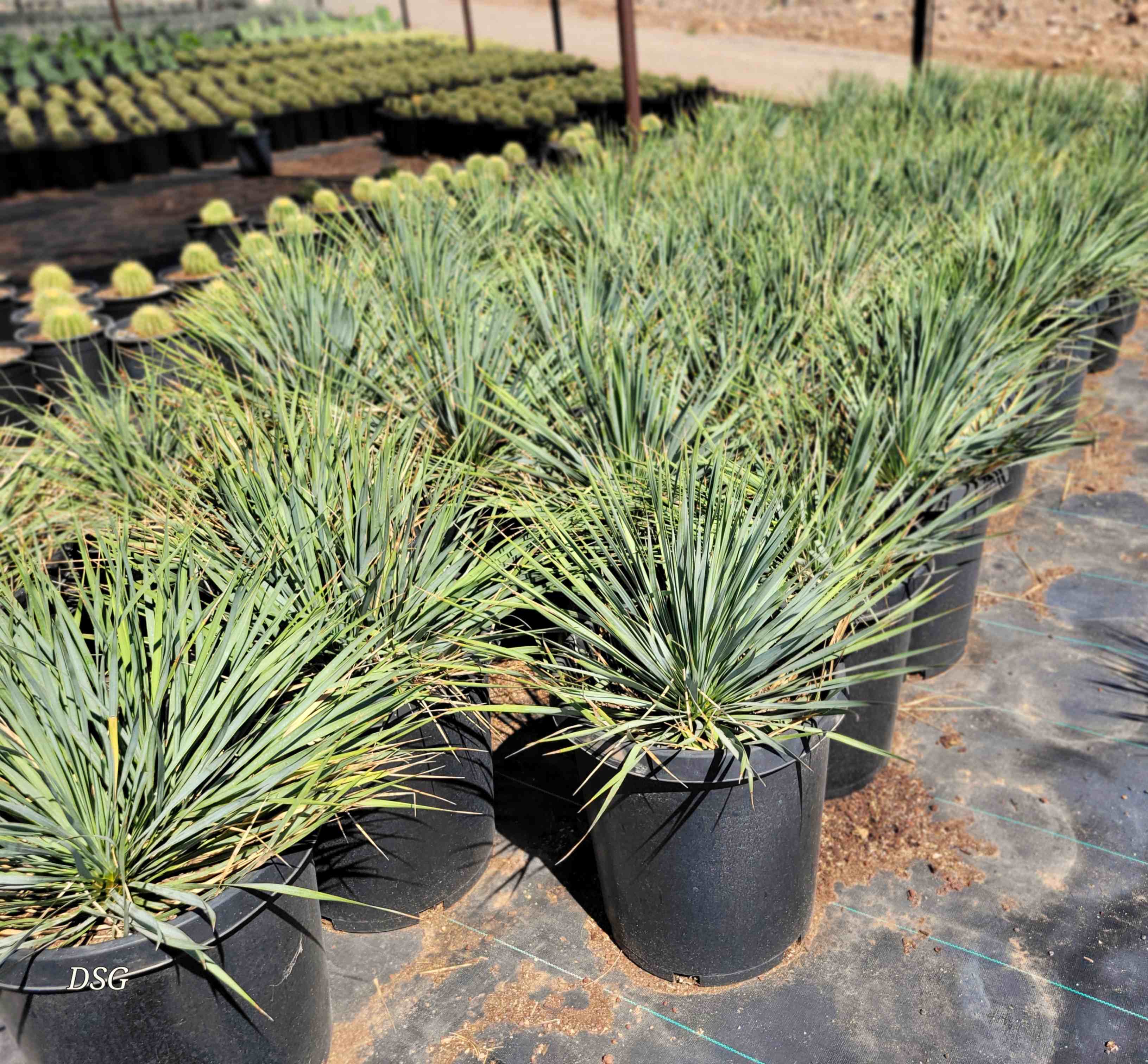 ユッカ・トンプソニアーナ（Yucca thompsoniana） Yucca thompsoniana - Thompson's yucca – Happy Valley Plants