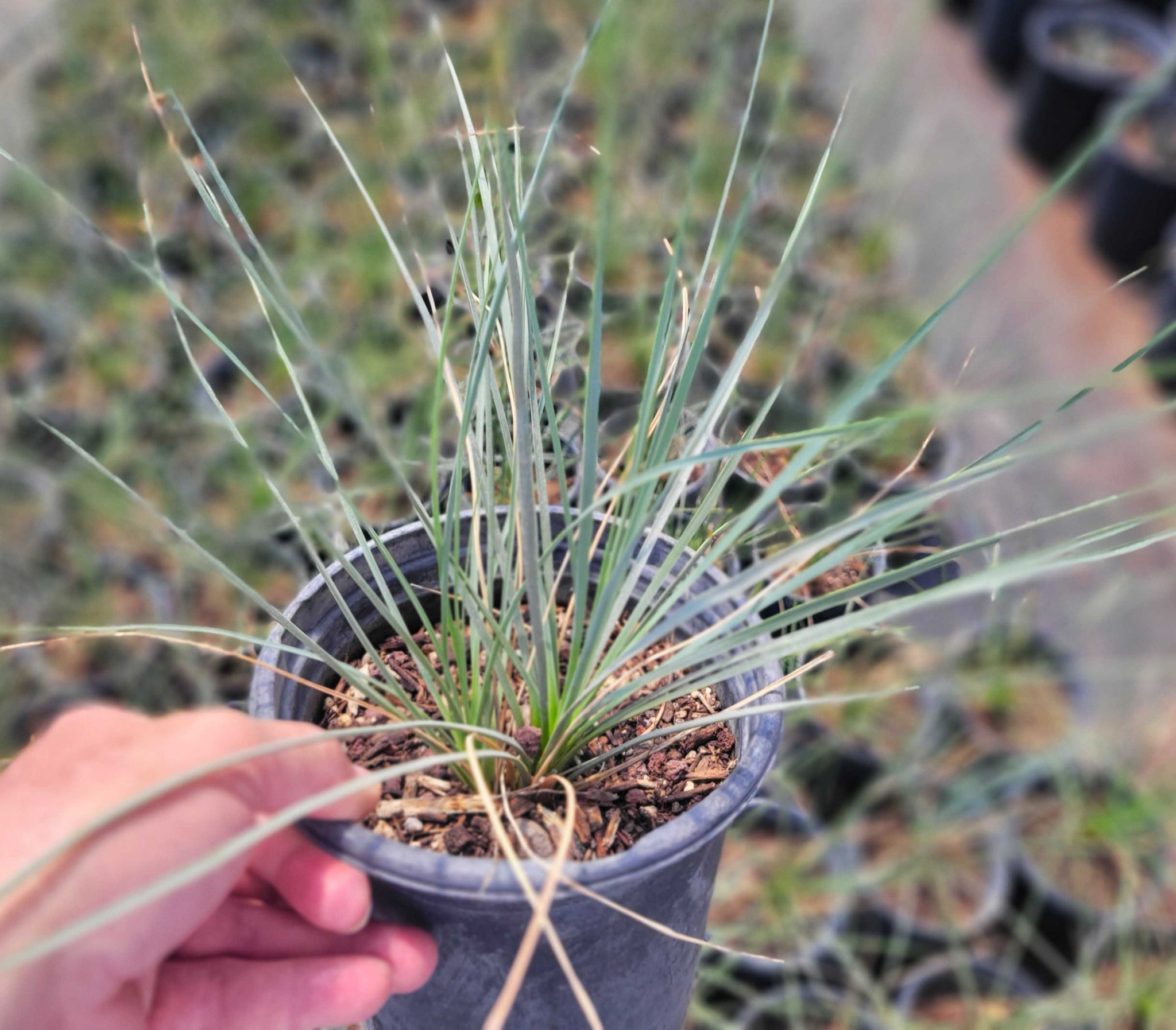 Yucca thompsoniana - Thompson's yucca – Happy Valley Plants