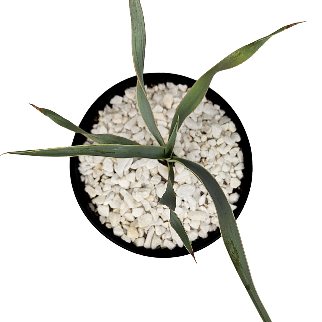 Top-down view of Yucca pallida, focusing on the dense rosette of flexible, powder blue leaves. The fine serrations along the edges of the leaves create a textured pattern, with a hint of the tall flowering stalk emerging in the center.