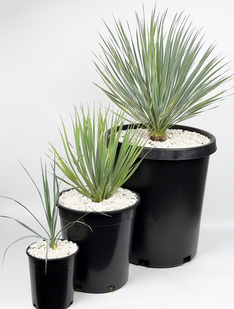 Top-down view of Yucca rostrata, focusing on the striking arrangement of silver-blue leaves that form a perfect circular rosette. The radiating pattern of leaves creates a visually appealing structure, with the flower stalks peeking out in the background.