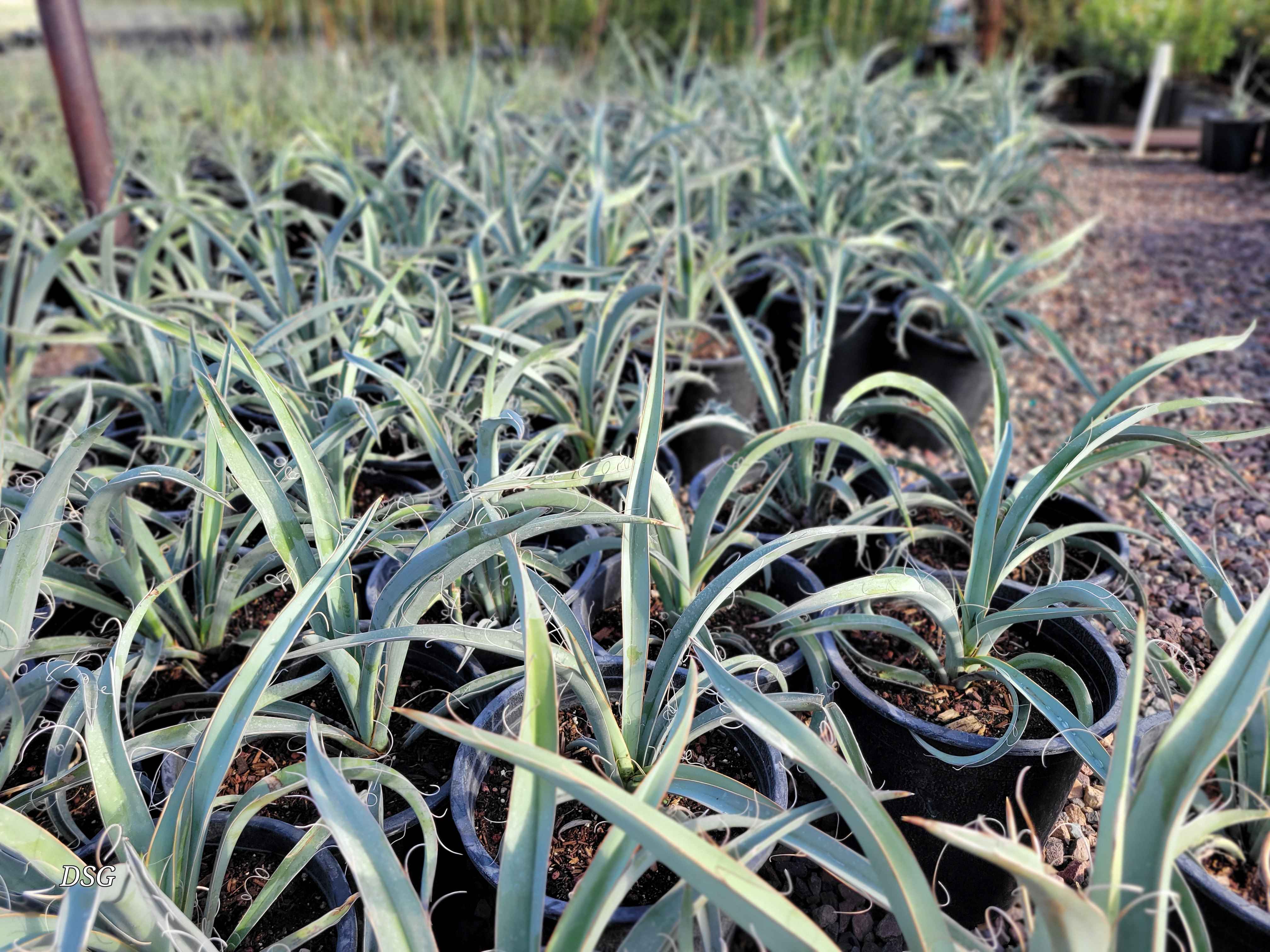 Yucca baccata - Banana yucca – Happy Valley Plants