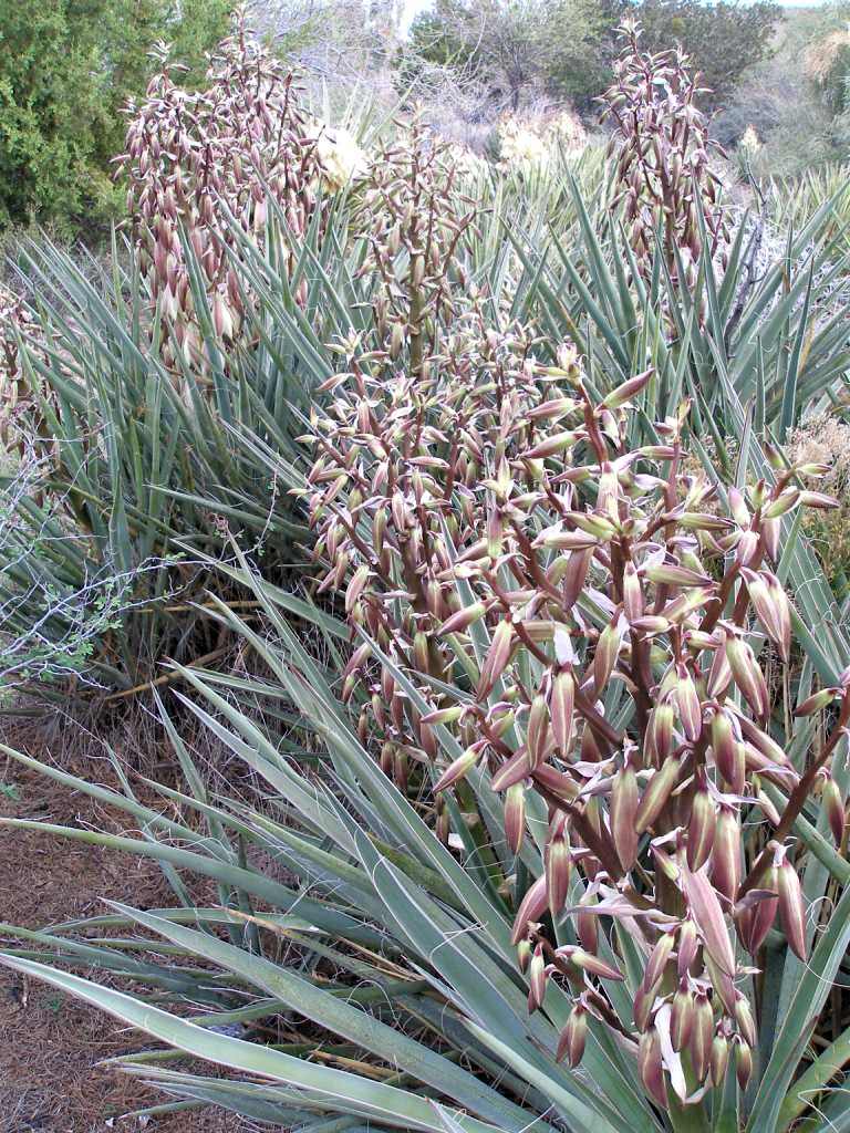 Yucca baccata - Banana yucca – Happy Valley Plants