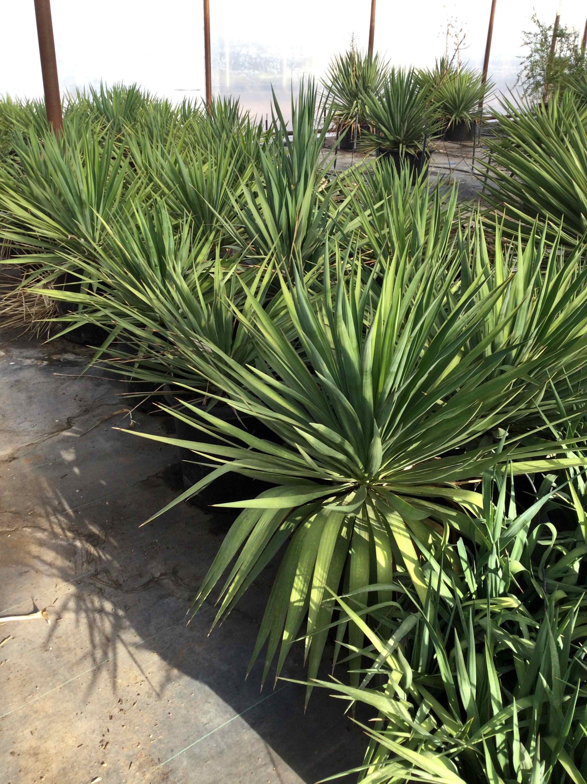 Yucca recurvifolia (pendula) – Happy Valley Plants