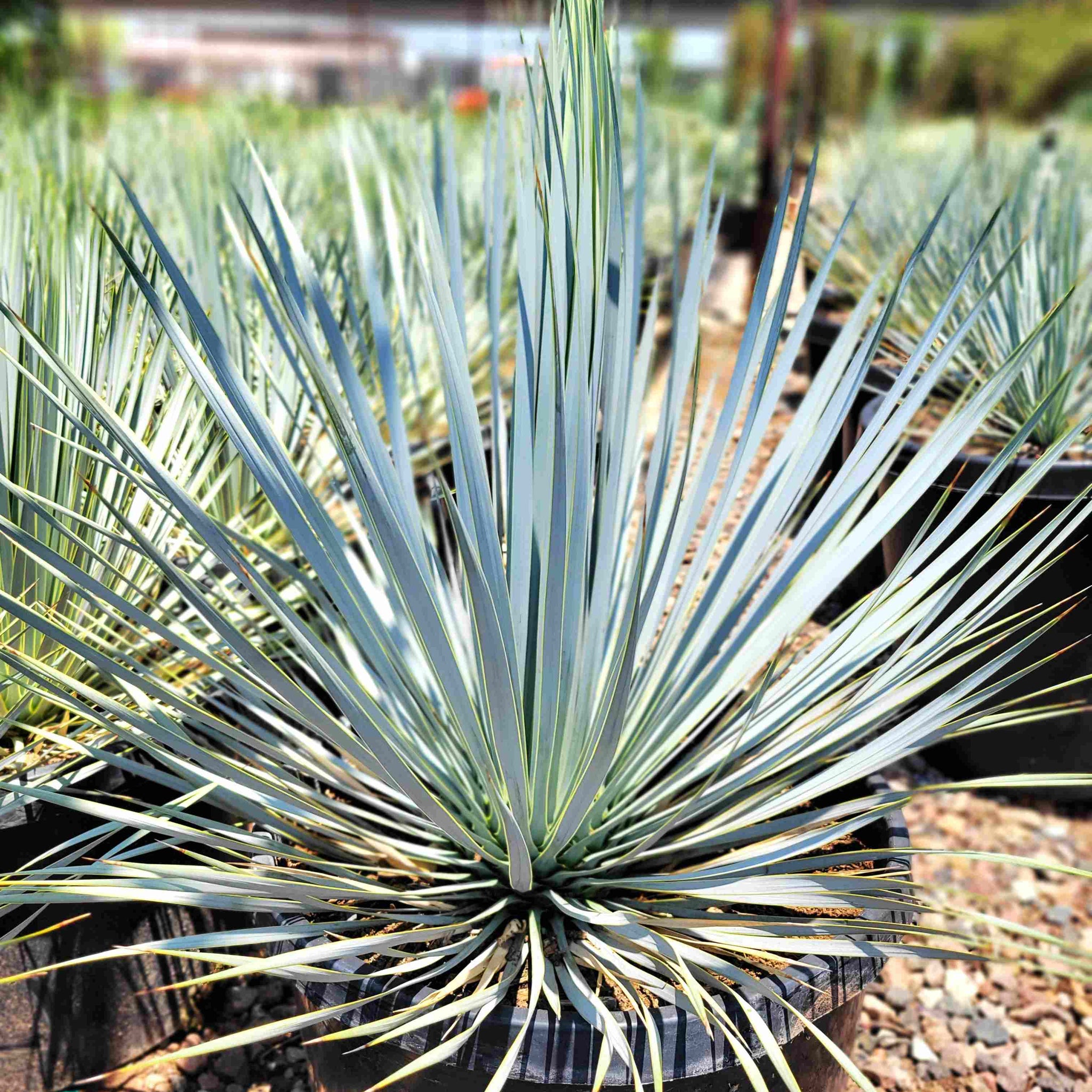Yucca rostrata - Beaked Yucca – Happy Valley Plants