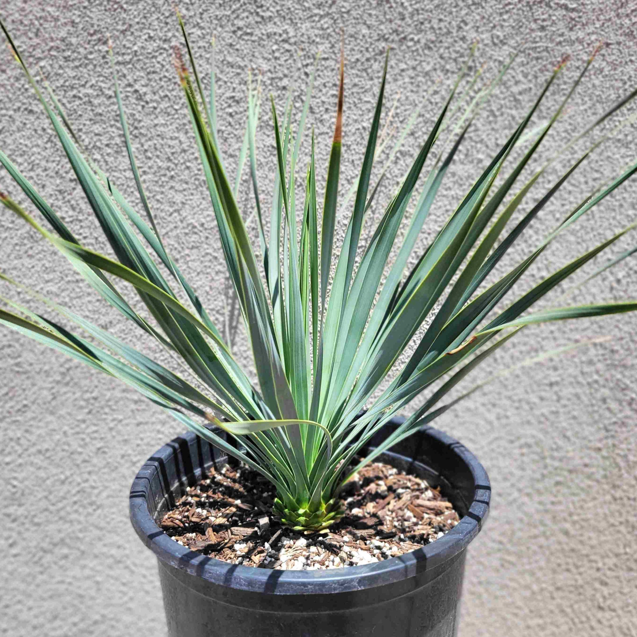 Yucca rostrata - Beaked Yucca – Happy Valley Plants