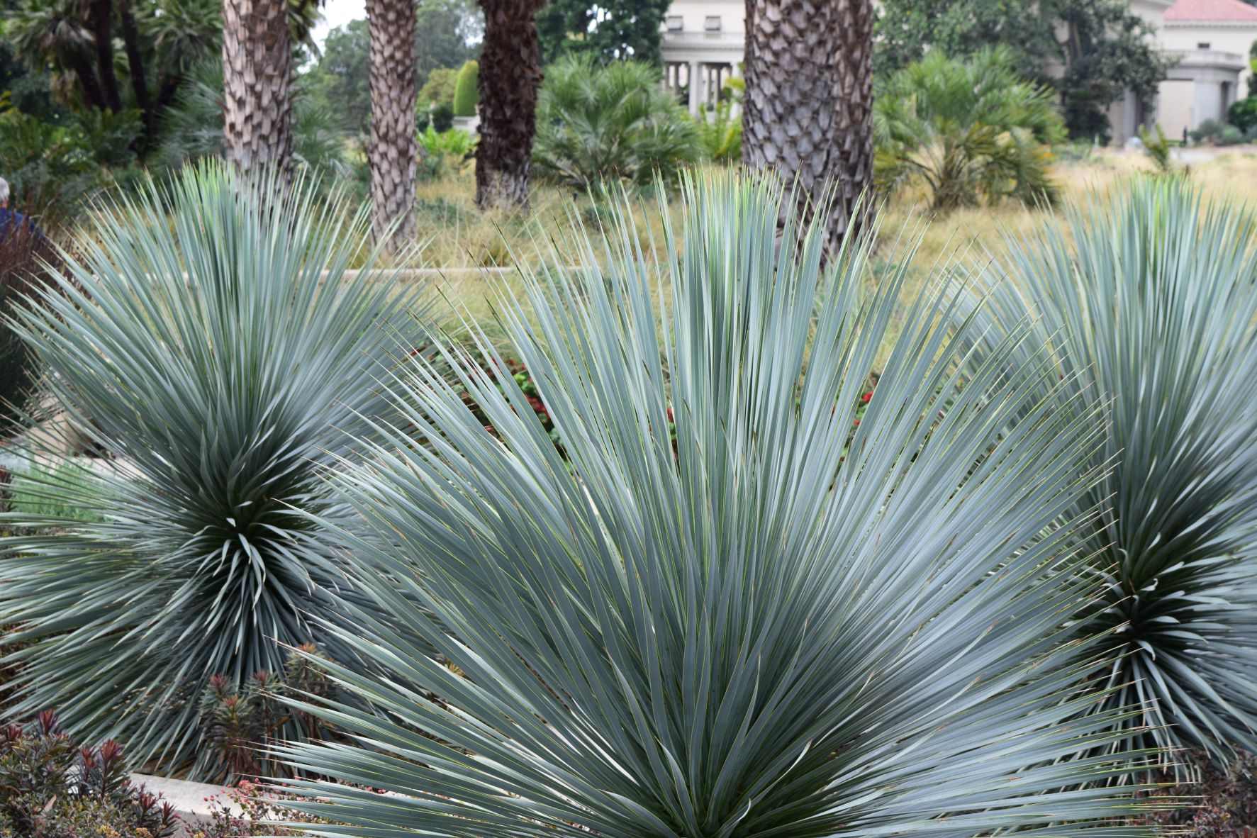 Yucca rostrata - Beaked Yucca – Happy Valley Plants