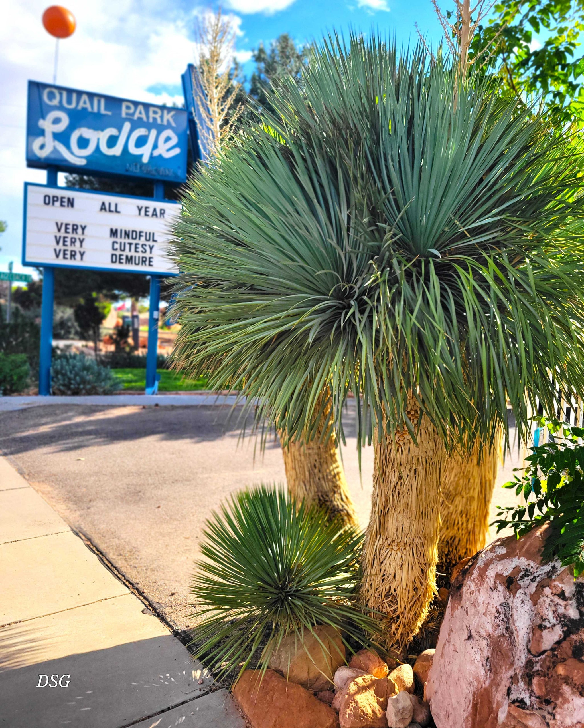 Yucca rostrata - Beaked Yucca – Happy Valley Plants