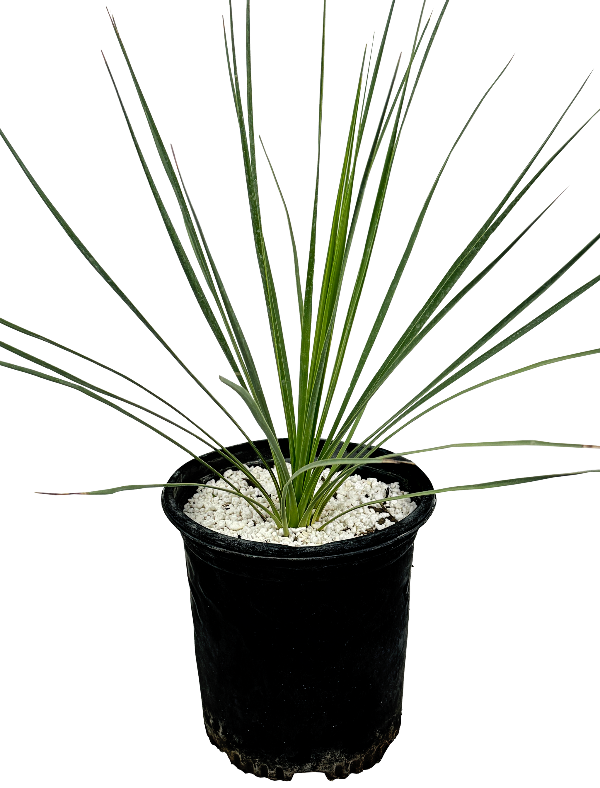 Yucca thompsoniana - Thompson's yucca – Happy Valley Plants