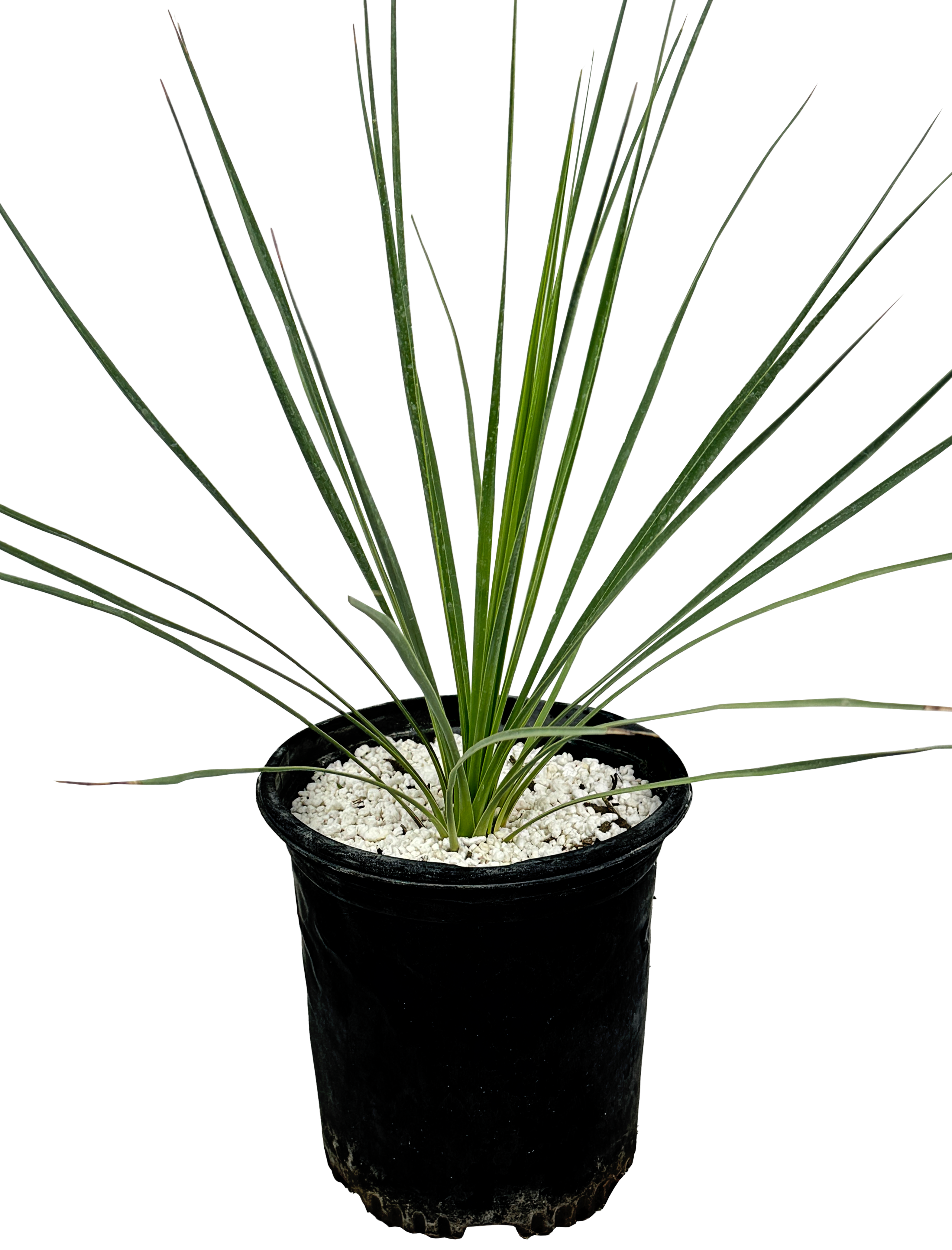 Yucca thompsoniana - Thompson's yucca – Happy Valley Plants